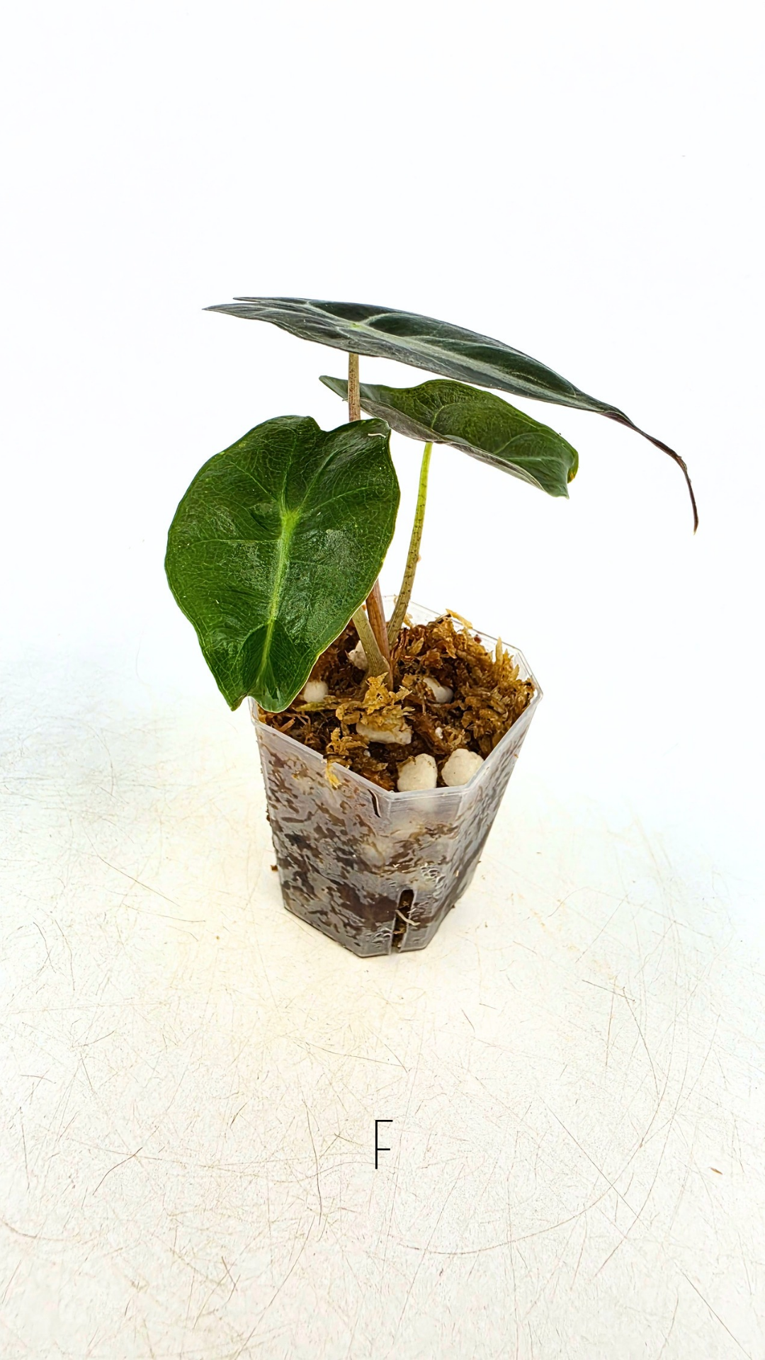 Rare indoor plant Alocasia Venom available for sale at rare house plant shop The Leaf Gallery in Perth, Western Australia.