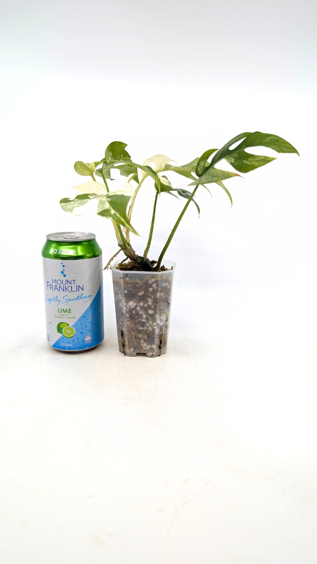 Rare indoor plant Raphidophora Tetrasperma Albo for sale at rare plant shop The Leaf Gallery in Perth, Western Australia