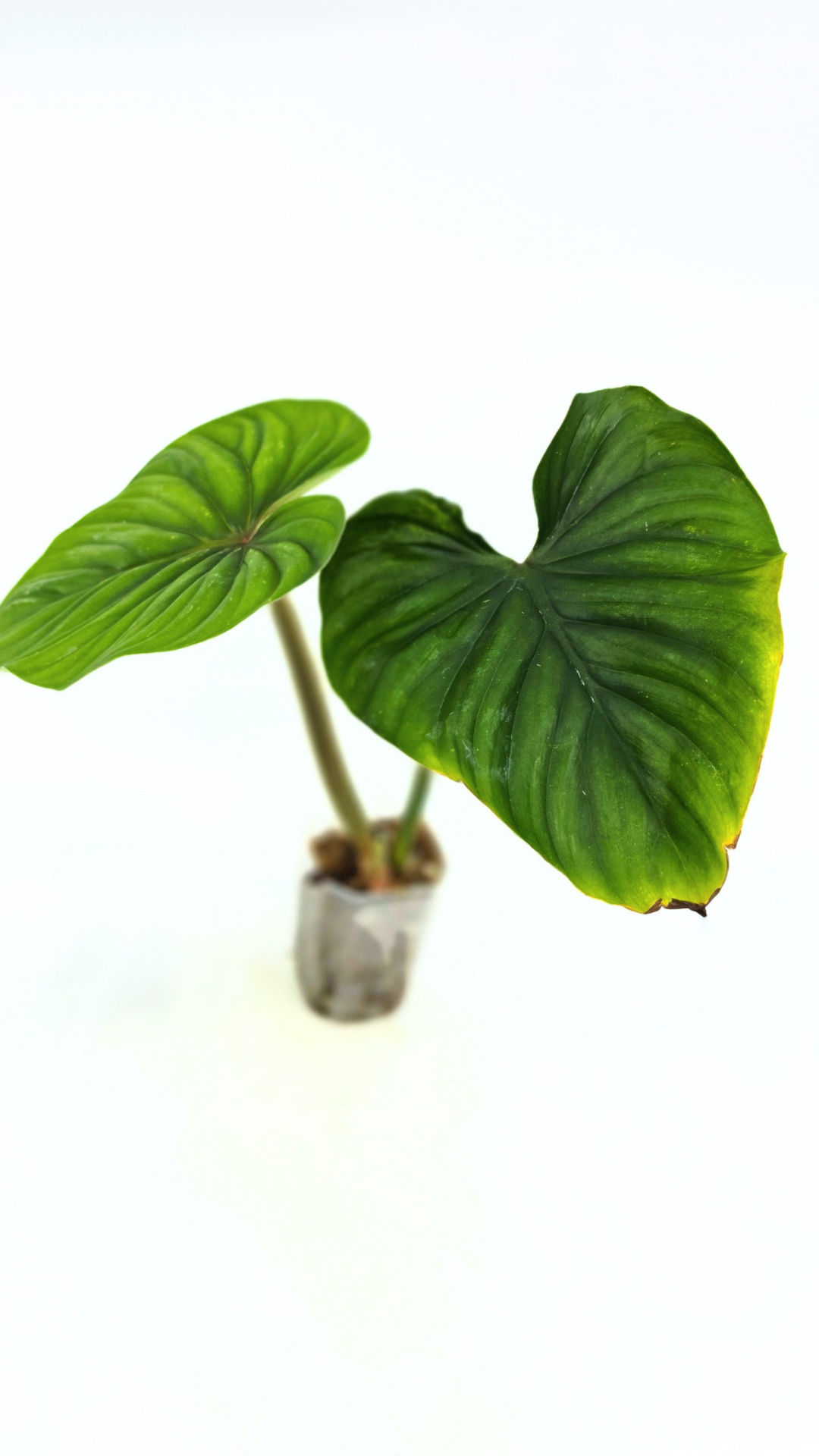 Uncommon indoor plant Philodendron Plowmanii available at rare plant shop The Leaf Gallery in Perth, Western Australia
