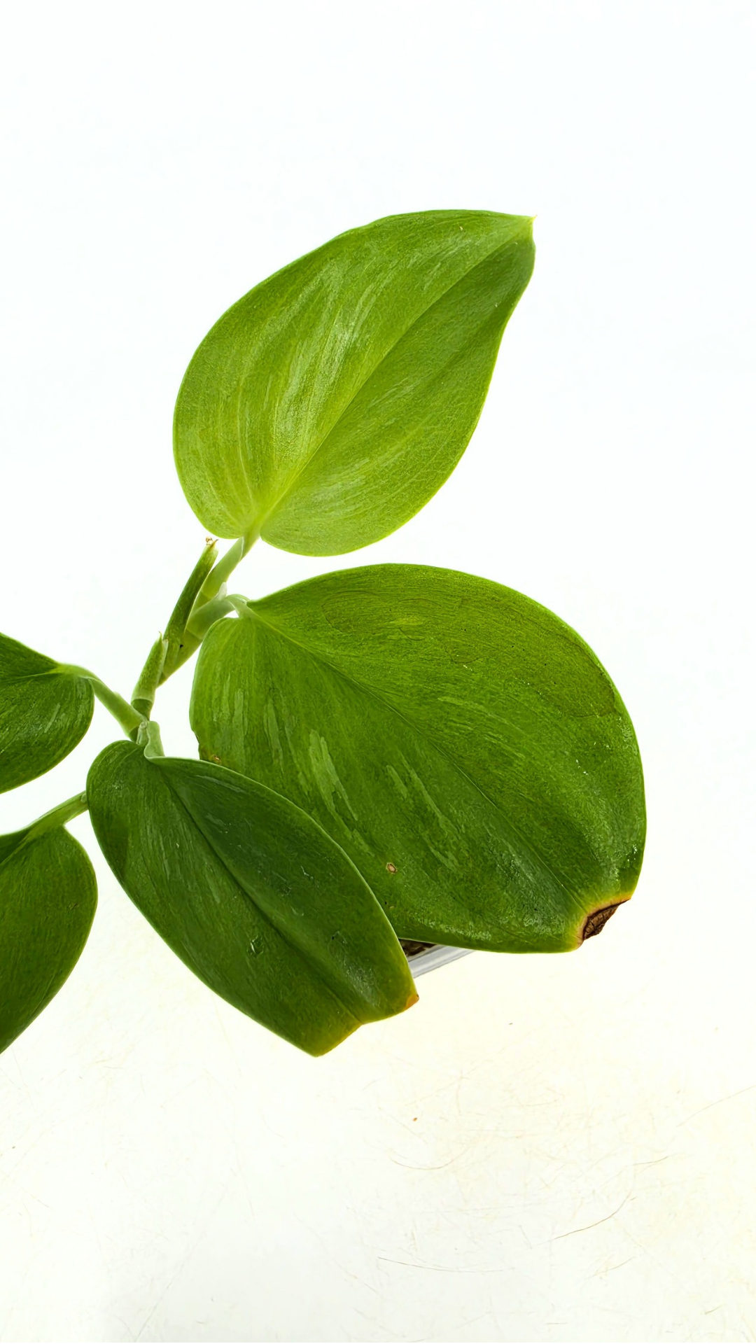 Rare indoor plant Scindapsus Treubii Moonlight available for sale at rare house plant shop The Leaf Gallery in Perth, Western Australia