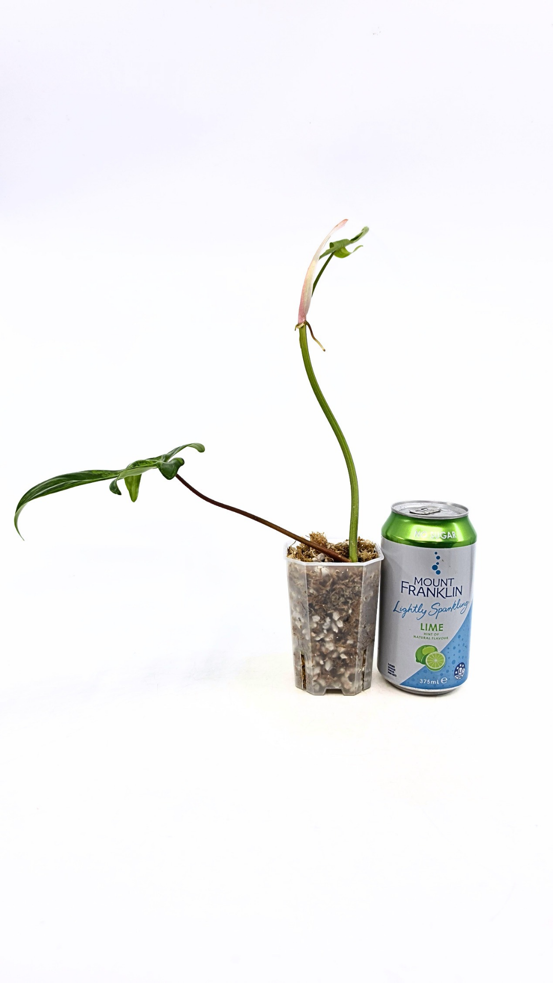 Rare indoor plant Philodendron Florida Beauty Varigated available at rare plant shop The Leaf Gallery in Perth, Western Australia