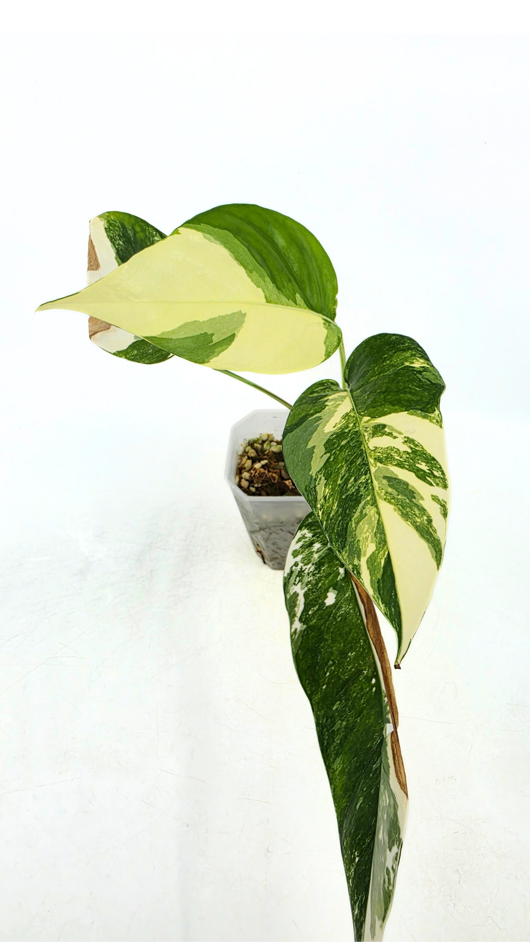 Rare plant Epipremnum Pinnatum Varigated available for sale at rare plant shop The Leaf Gallery in Perth, Western Australia