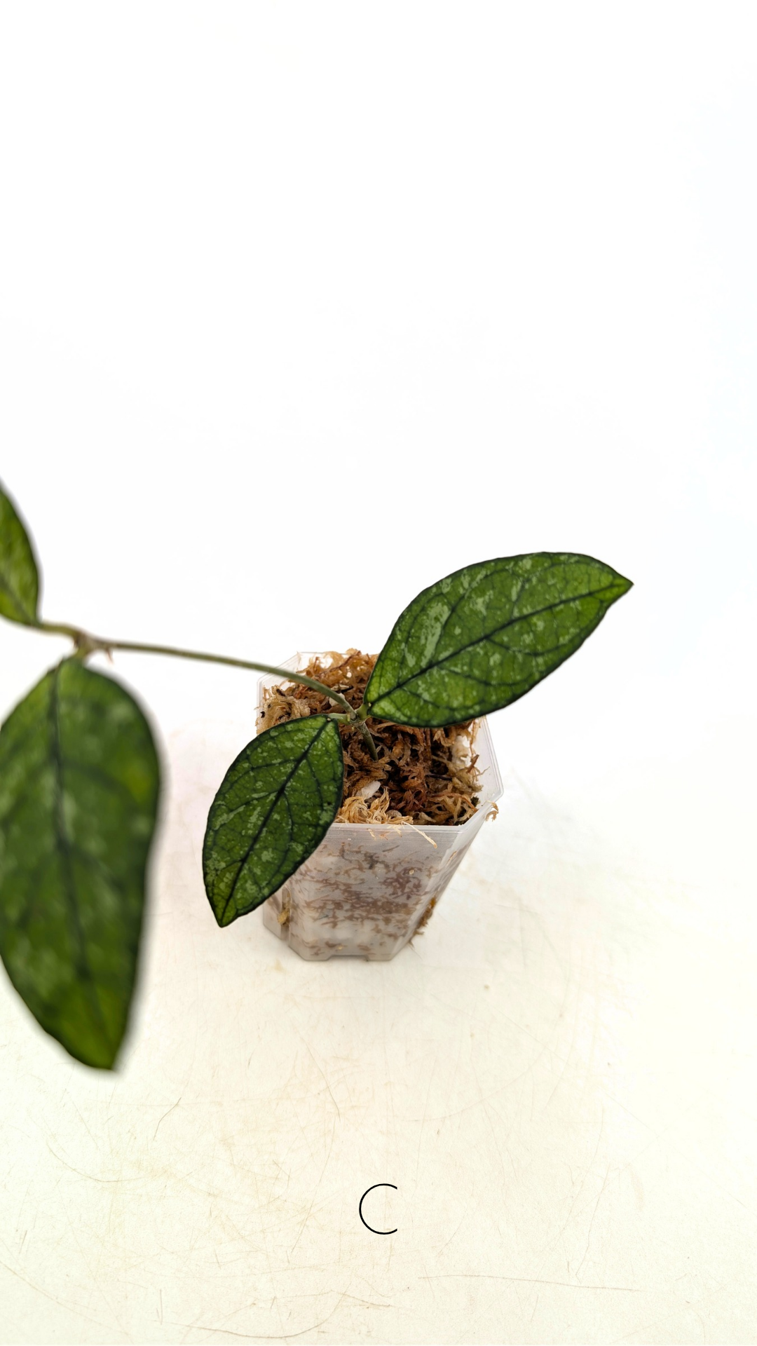 Rare Hoya Crassipetiolata Splash available for sale at rare plant shop The Leaf Gallery in Perth, Western Australia