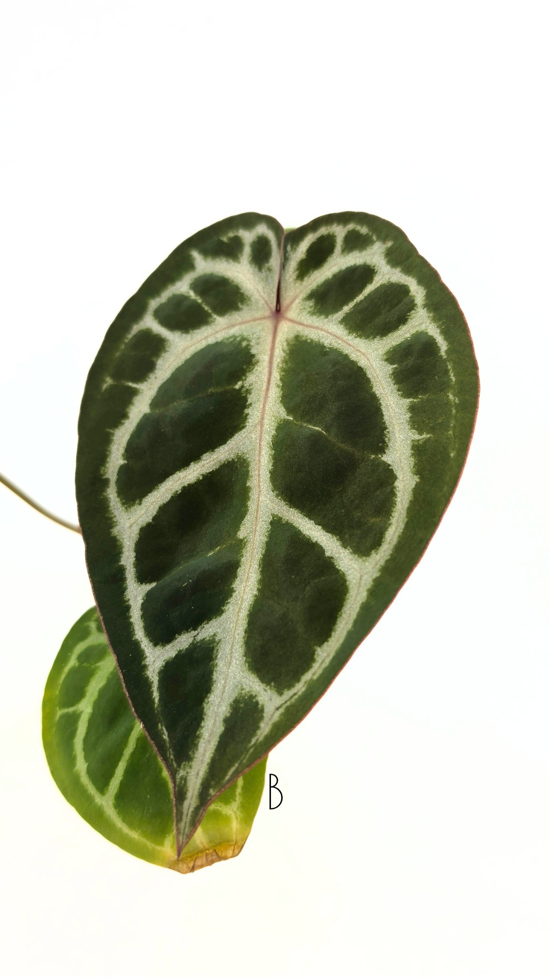 Rare anthurium hybrid Anthurium red dorayaki mutation with Anthurium Michelle by The Leaf Gallery in Perth, Western Australia