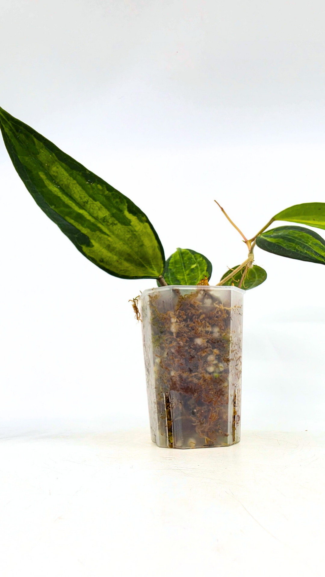 Rare waxplant Hoya Macrophylla Pot of Gold available for sale at rare indoor plant shop The Leaf Gallery in Perth, Western Australia