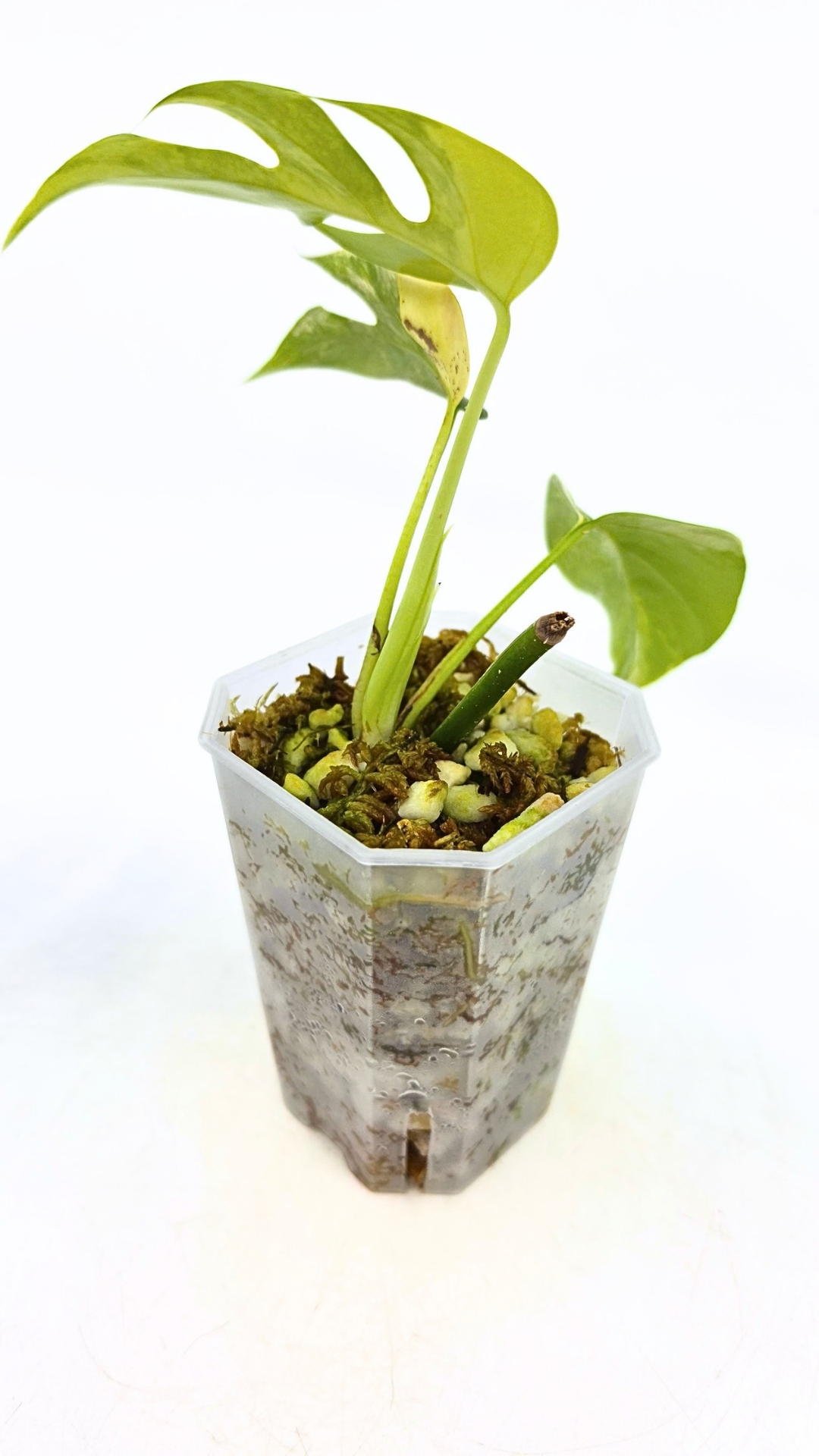 Rare indoor plant Raphidophora Tetrasperma Aurea for sale by rare plant shop The Leaf Gallery in Perth
