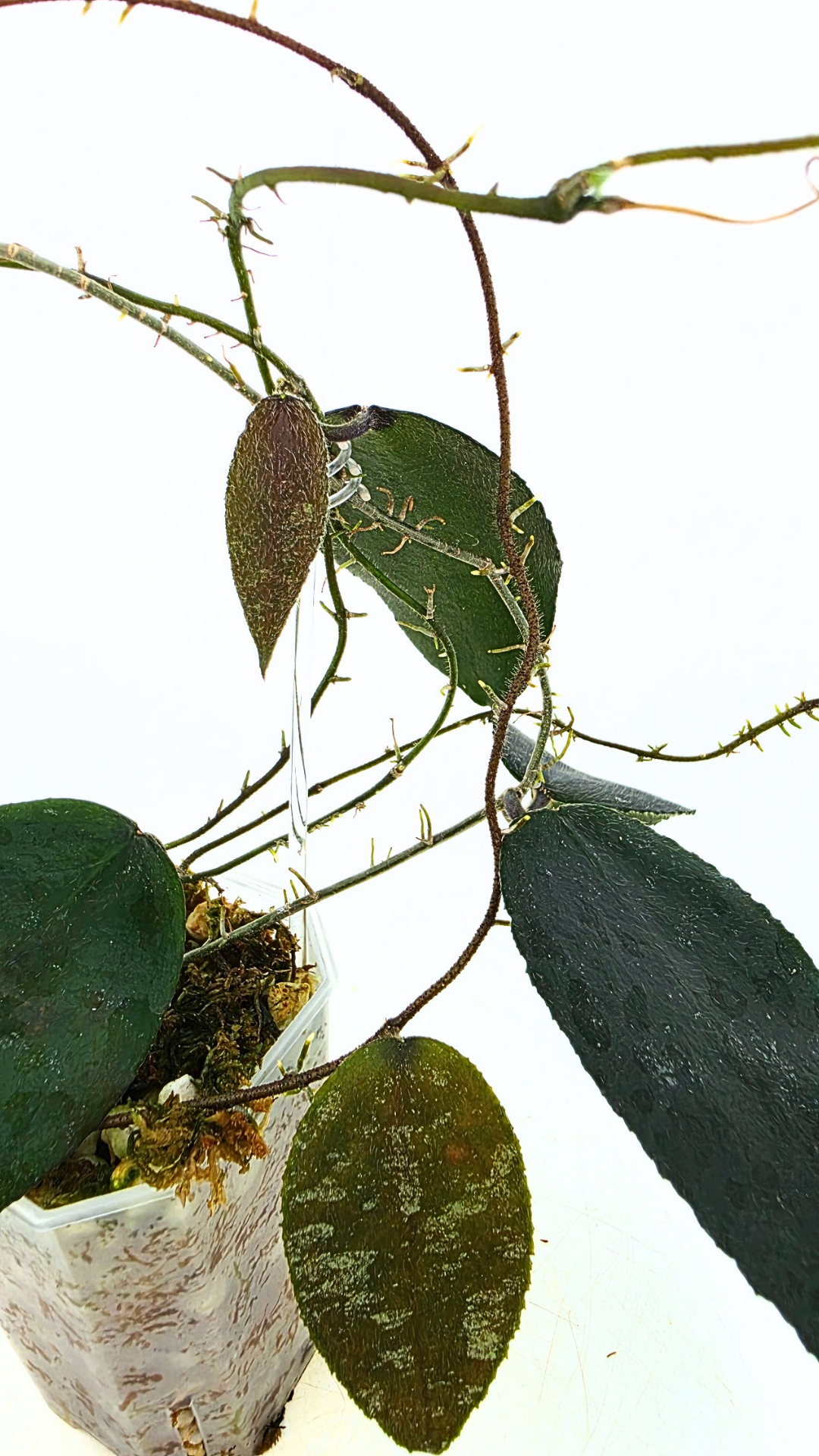 Rare Hoya Caudata Sumatra available for sale by rare indoor plant shop The Leaf Gallery in Perth, Western Australia