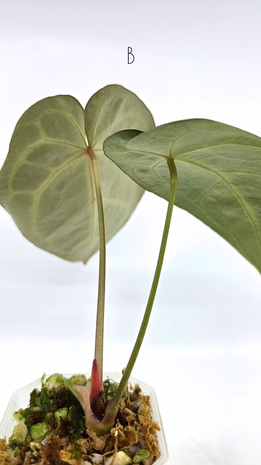 Rare anthurium hybrid Anthurium Dark Forgetii x Bessae Aff X Anthurium Michelle by The Leaf Gallery in Perth, Western Australia