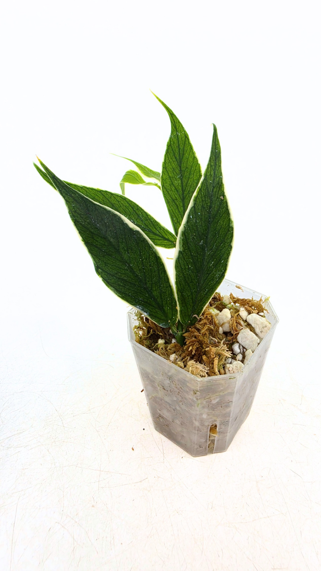 Rare waxplant Hoya Polyneura Albo Varigated also known as Fishtail Hoya Varigated available for sale at rare indoor plant shop The Leaf Gallery in Perth, Western Australia