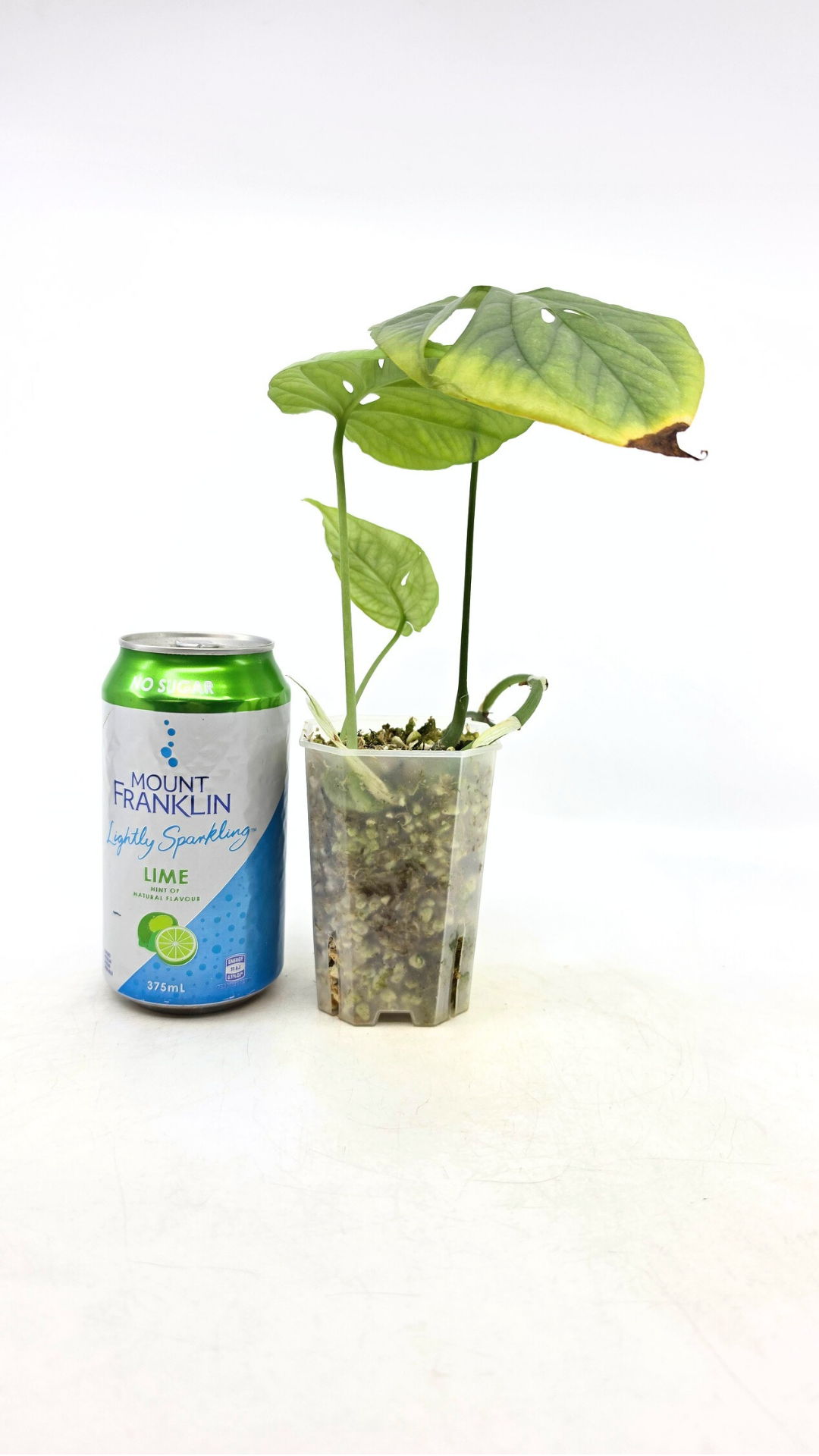 Uncommon indoor plant Cerestis Mirabilis available for sale at house plant shop The Leaf Gallery in Perth, Western Australia