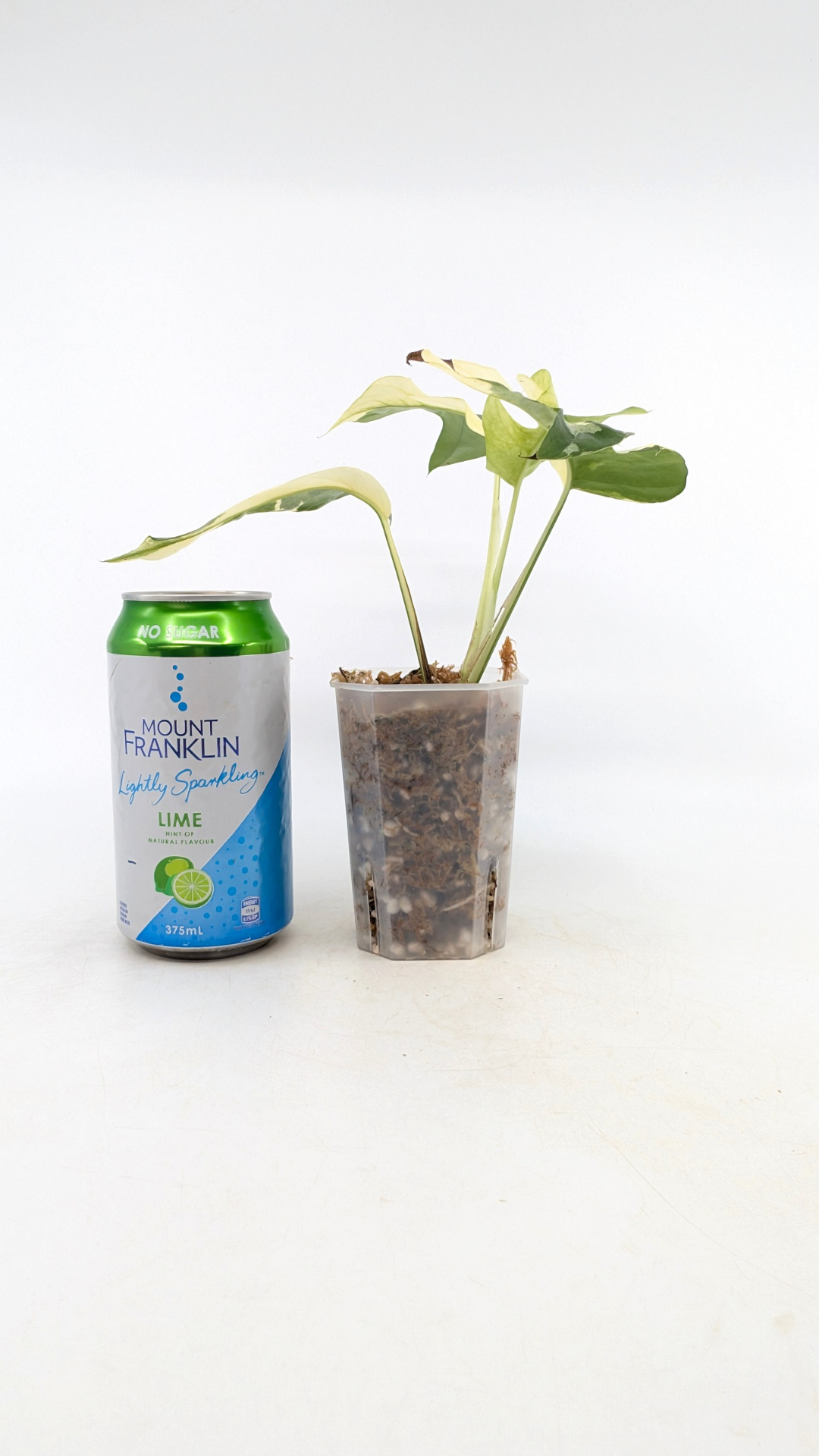 Rare house plant Raphidophora Tetrasperma Albo available for sale at rare indoor plant shop The Leaf Gallery in Perth, Western Australia