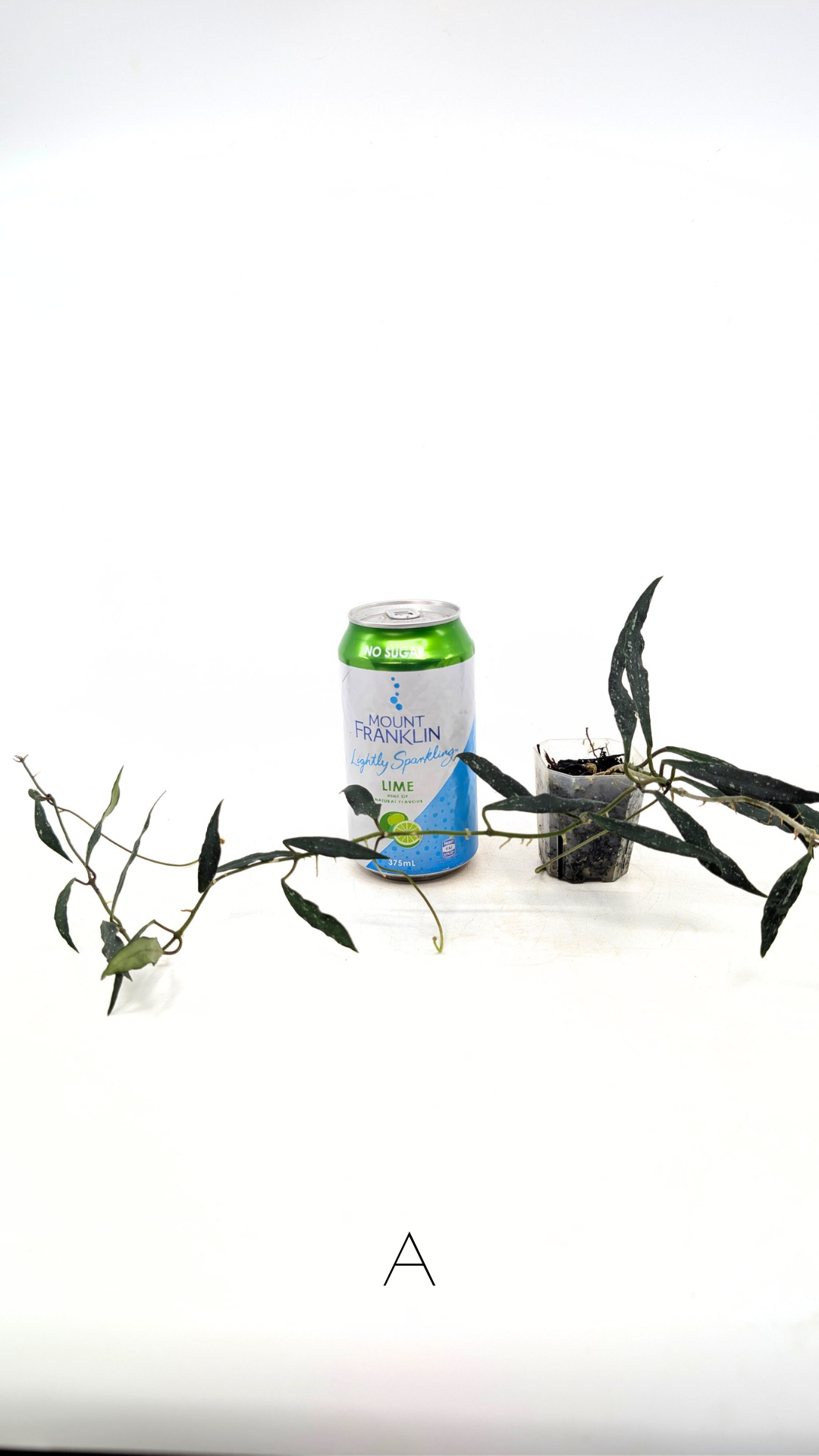 Rare waxplant Hoya Mirabillis Splash available for sale at rare indoor plant shop The Leaf Gallery in Perth, Western Australia