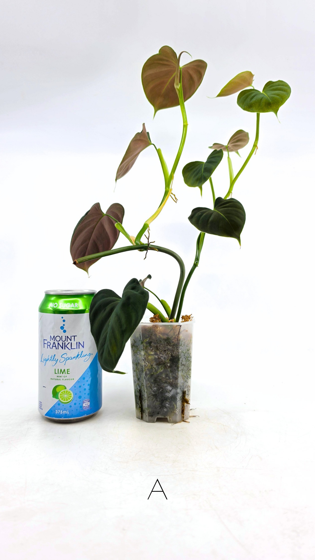 Rare indoor plant Philodendron Lupinum available for sale at rare house plant shop The Leaf Gallery in Perth, Western Australia