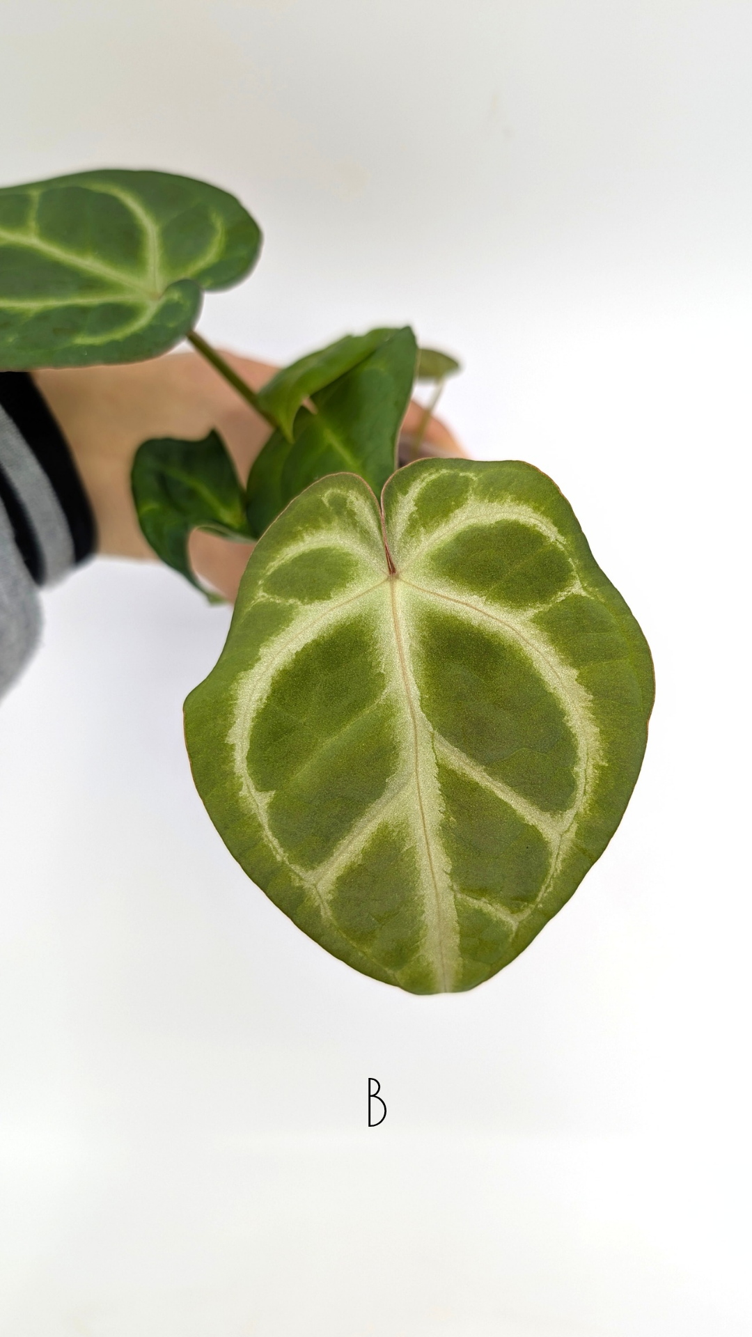 Rare indoor plant Anthurium Magnificum available for sale at rare house plant shop The Leaf Gallery in Perth, Western Australia
