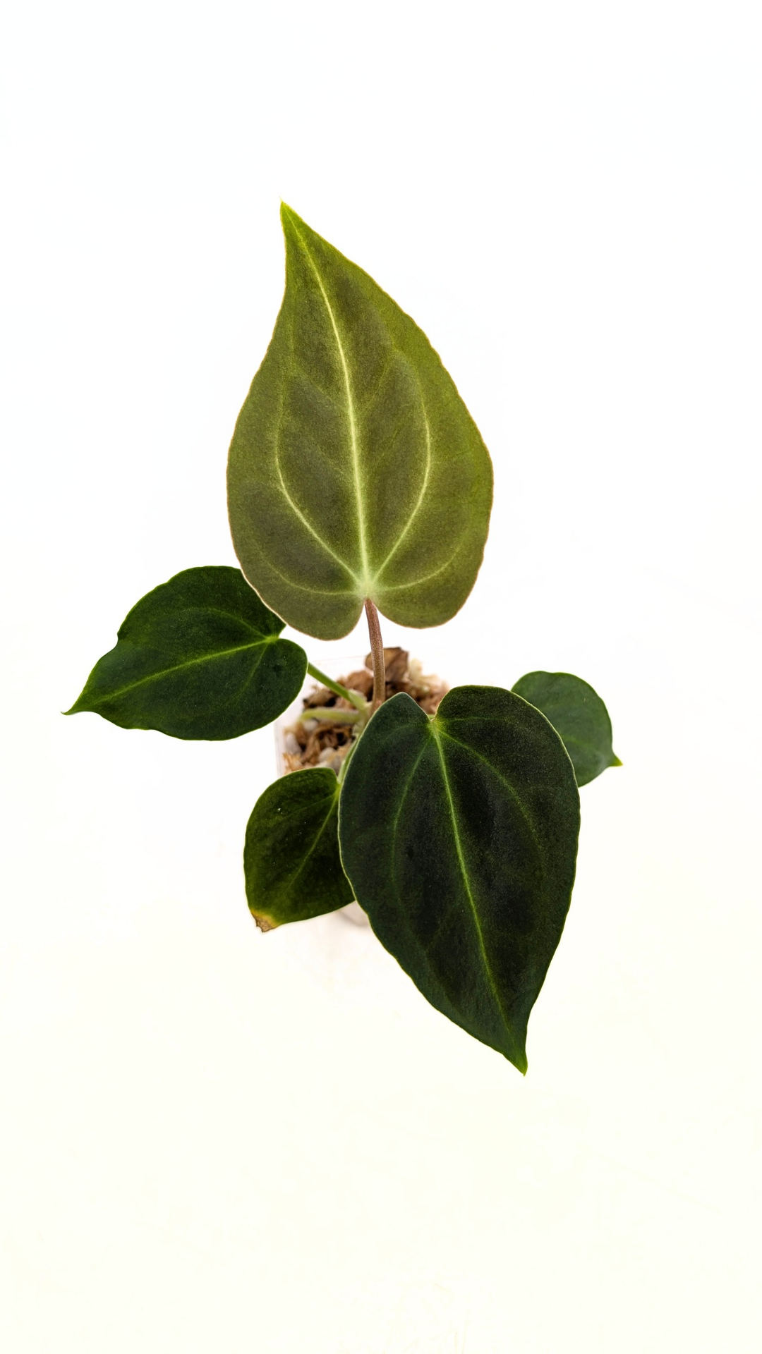Rare indoor plant pure Anthurium Regale seedlings available for sale at rare house plant shop The Leaf Gallery in Perth, Western Australia
