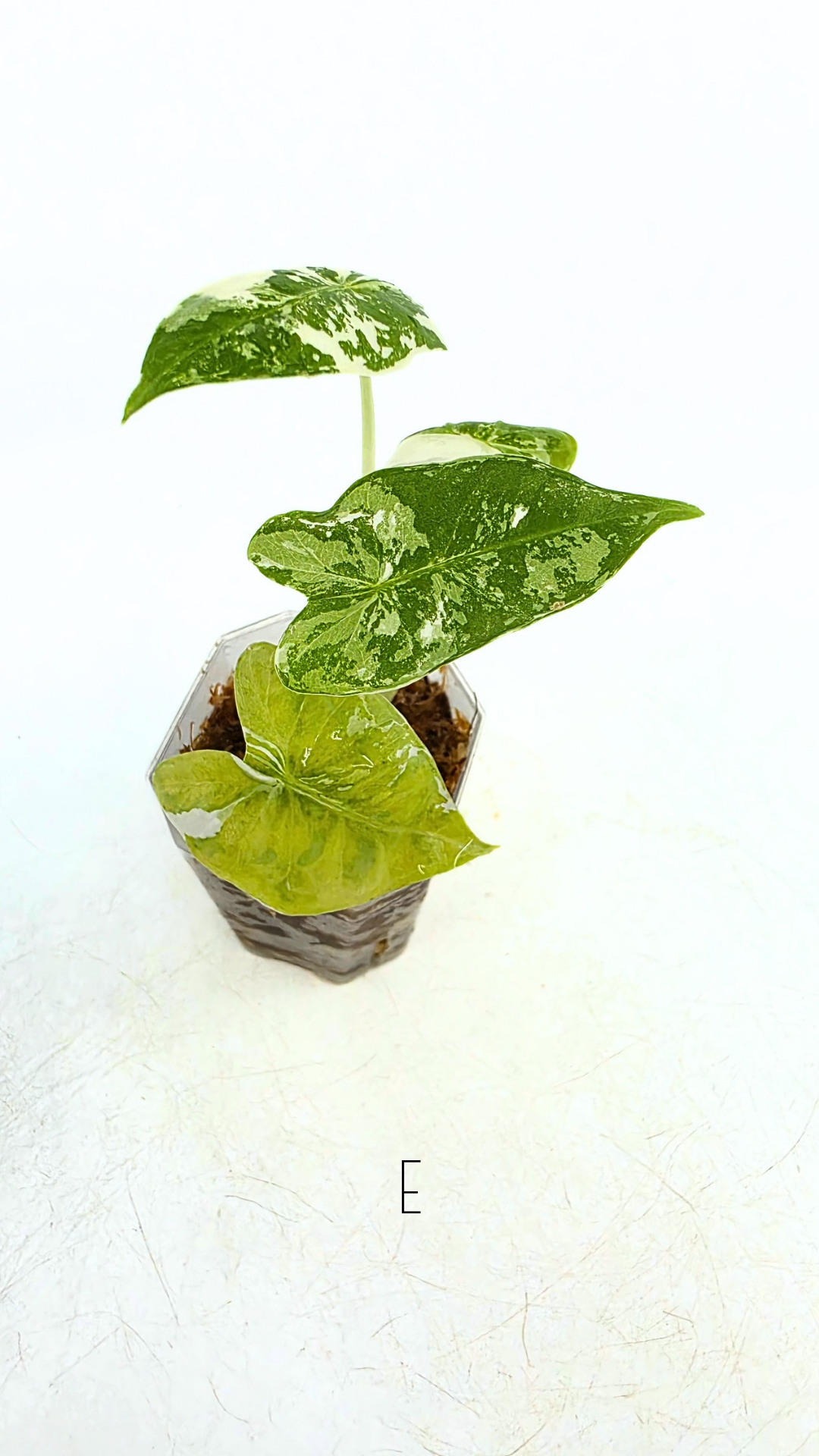 Rare indoor plant Alocasia Frydek Variegated available for sale at rare house plant shop The Leaf Gallery in Perth, Western Australia