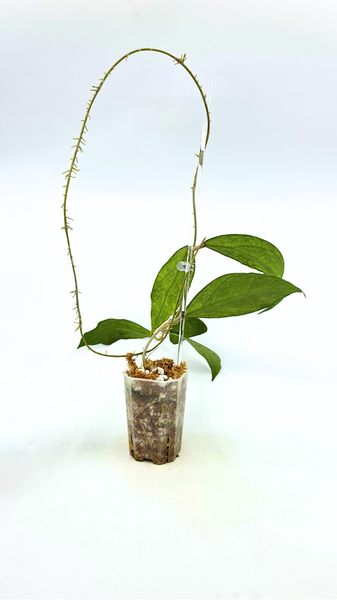 Rare waxplant Hoya Decipulae available for sale at rare indoor plant shop The Leaf Gallery in Perth, Western Australia