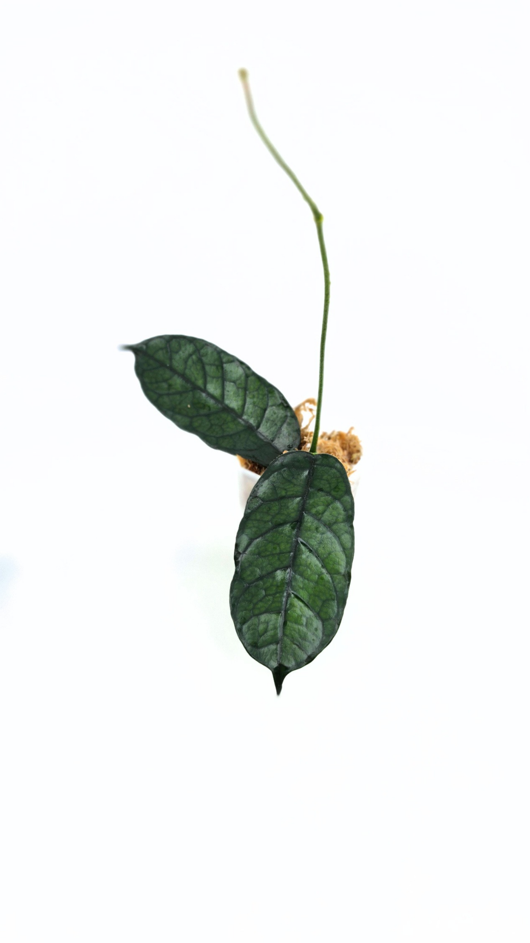 Rare waxplant Hoya Globulosa Cao Bang available for sale at rare plant shop The Leaf Gallery in Perth, Western Australia