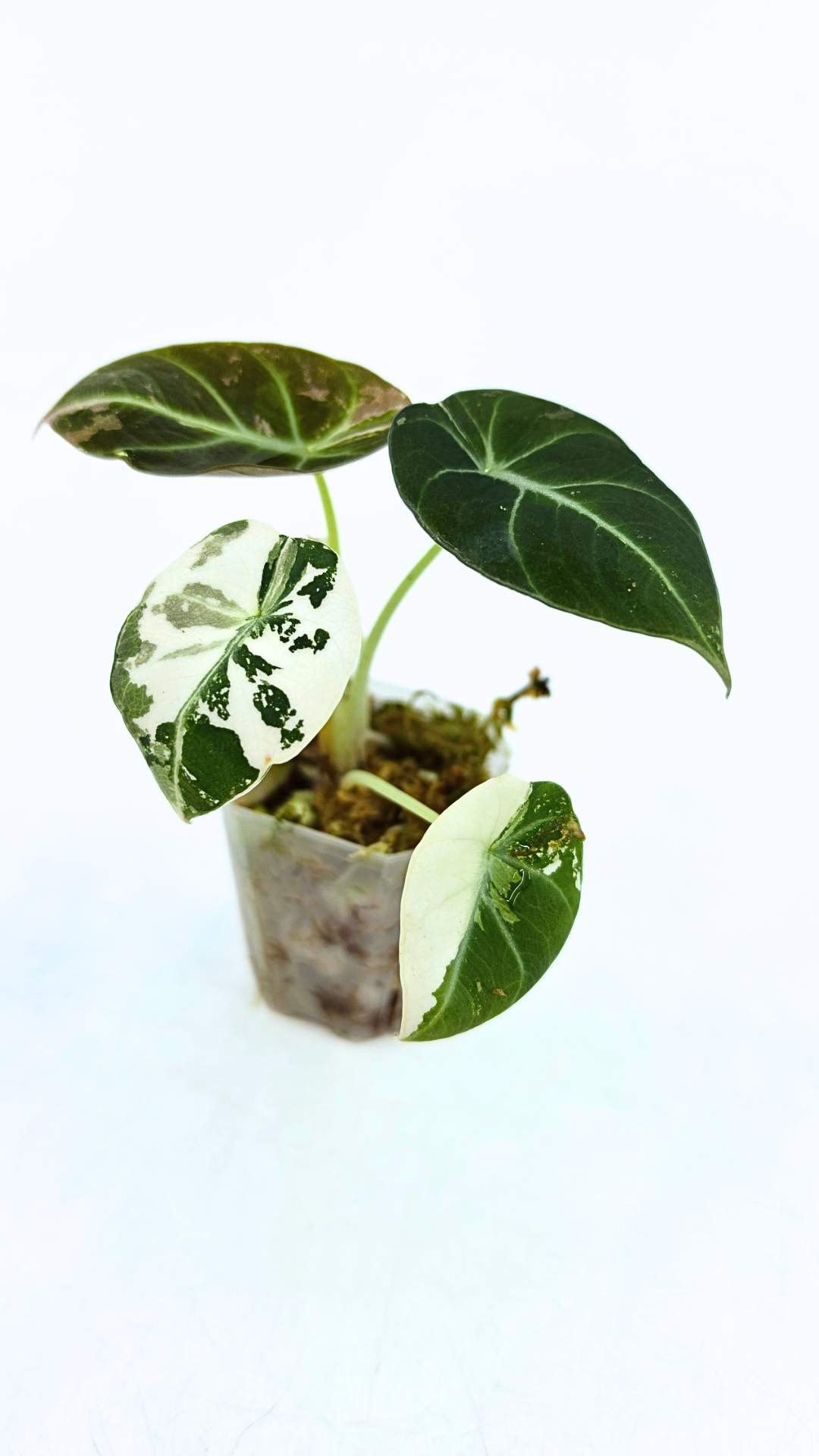 Rare indoor plant Alocasia Black Velvet Pink Variegated available for sale from rare house plant shop The Leaf Gallery in Perth, Western Australia