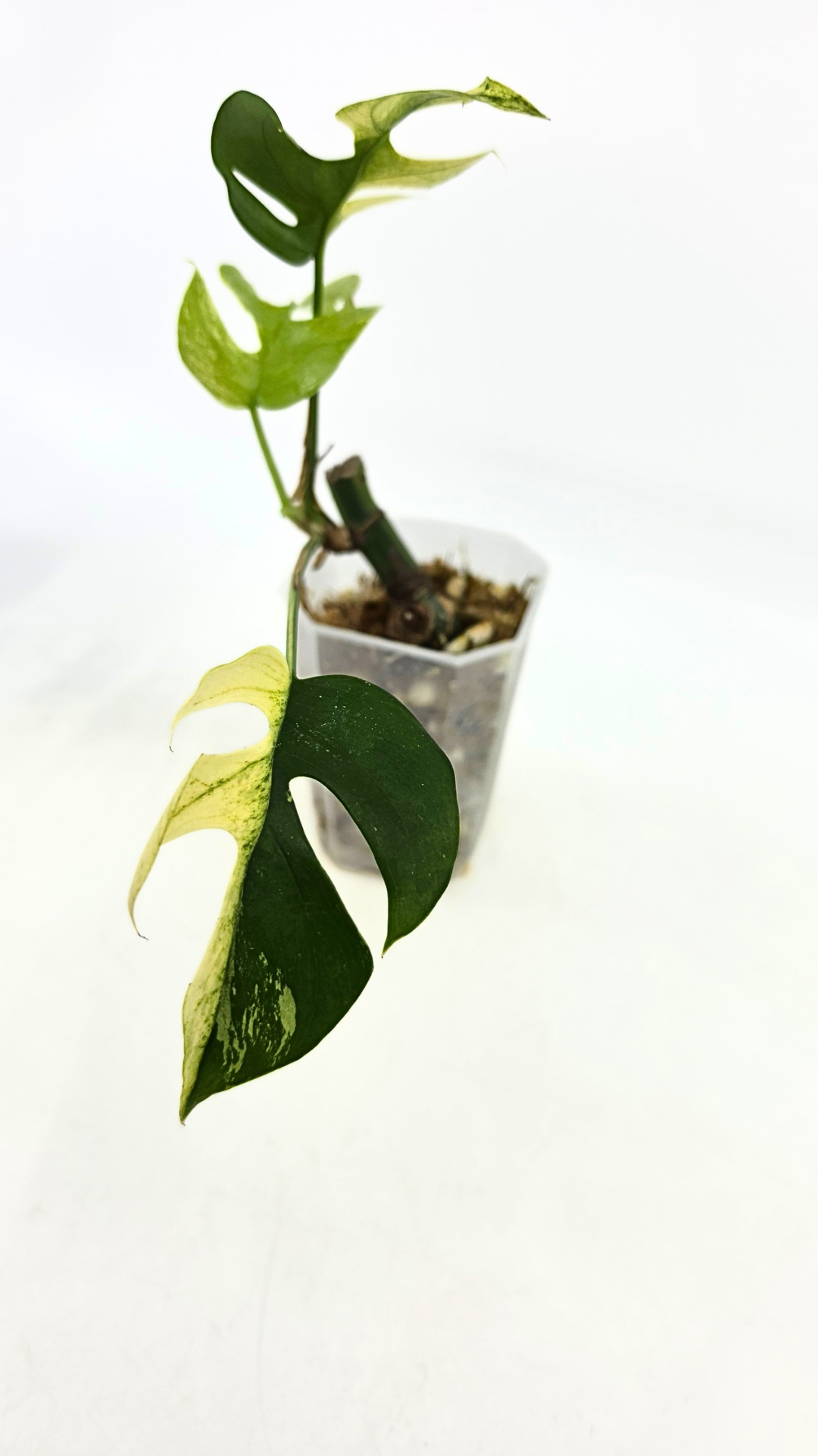 Rare indoor plant Raphidophora Tetrasperma Albo for sale at rare plant shop The Leaf Gallery in Perth, Western Australia