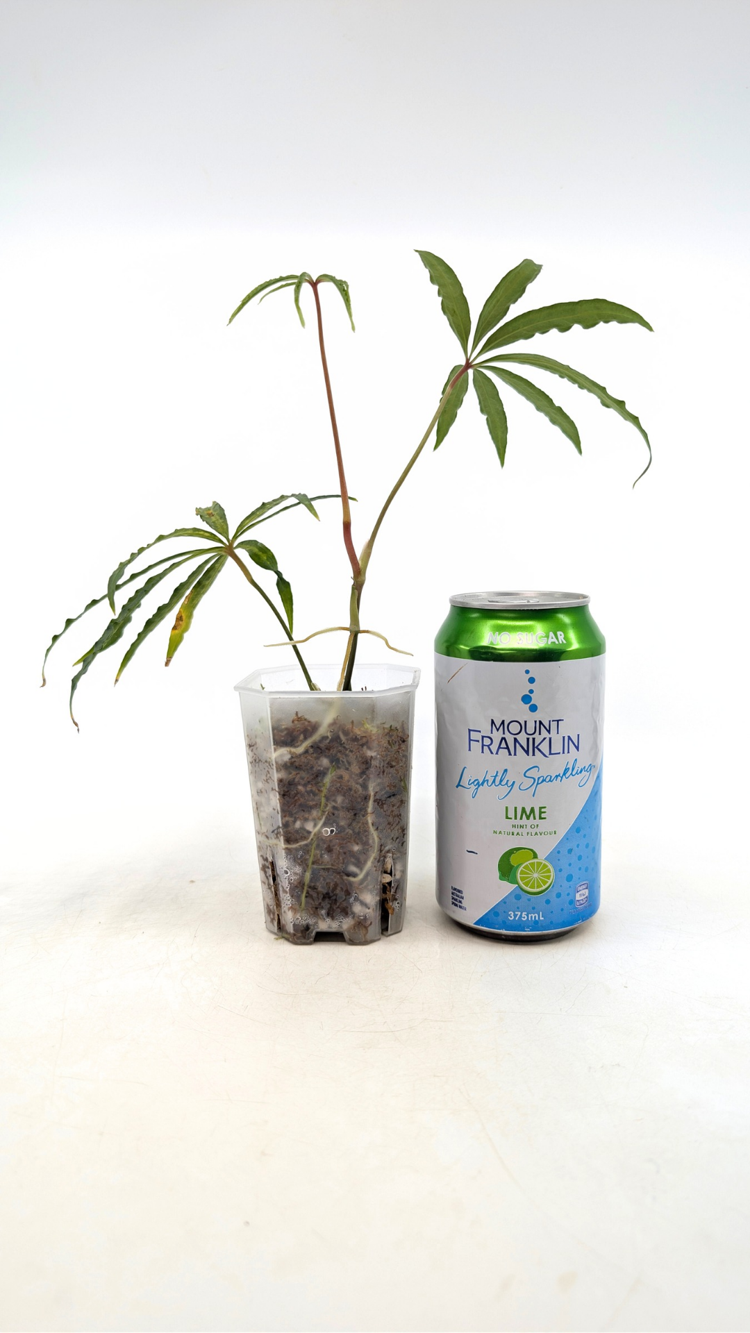 Hard to find vining house plant Anthurium Polystictum available for sale at rare plant shop The Leaf Gallery in Perth, Western Australia.