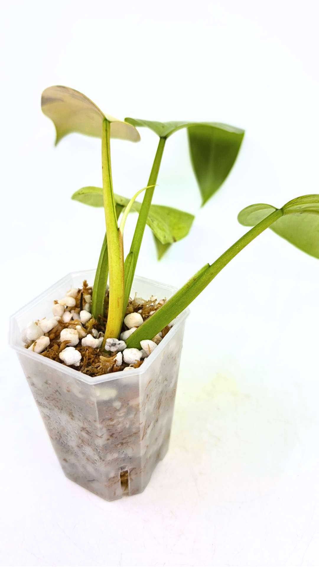 Rare indoor plant Philodendron Whipple Way available for sale at rare plant shop The Leaf Gallery in Perth, Western Australia