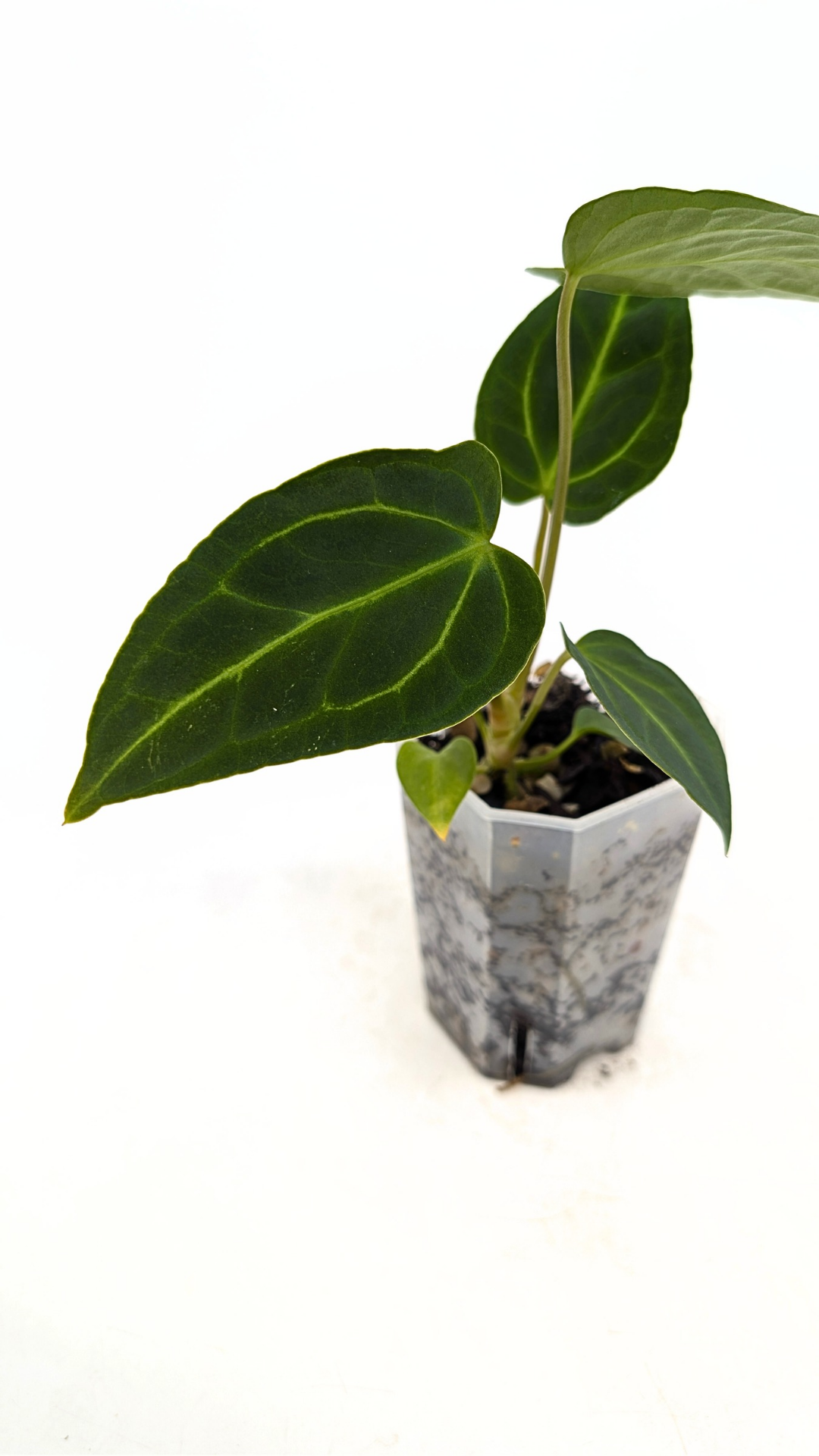 Rare indoor plant pure Anthurium Regale seedlings available for sale at rare house plant shop The Leaf Gallery in Perth, Western Australia