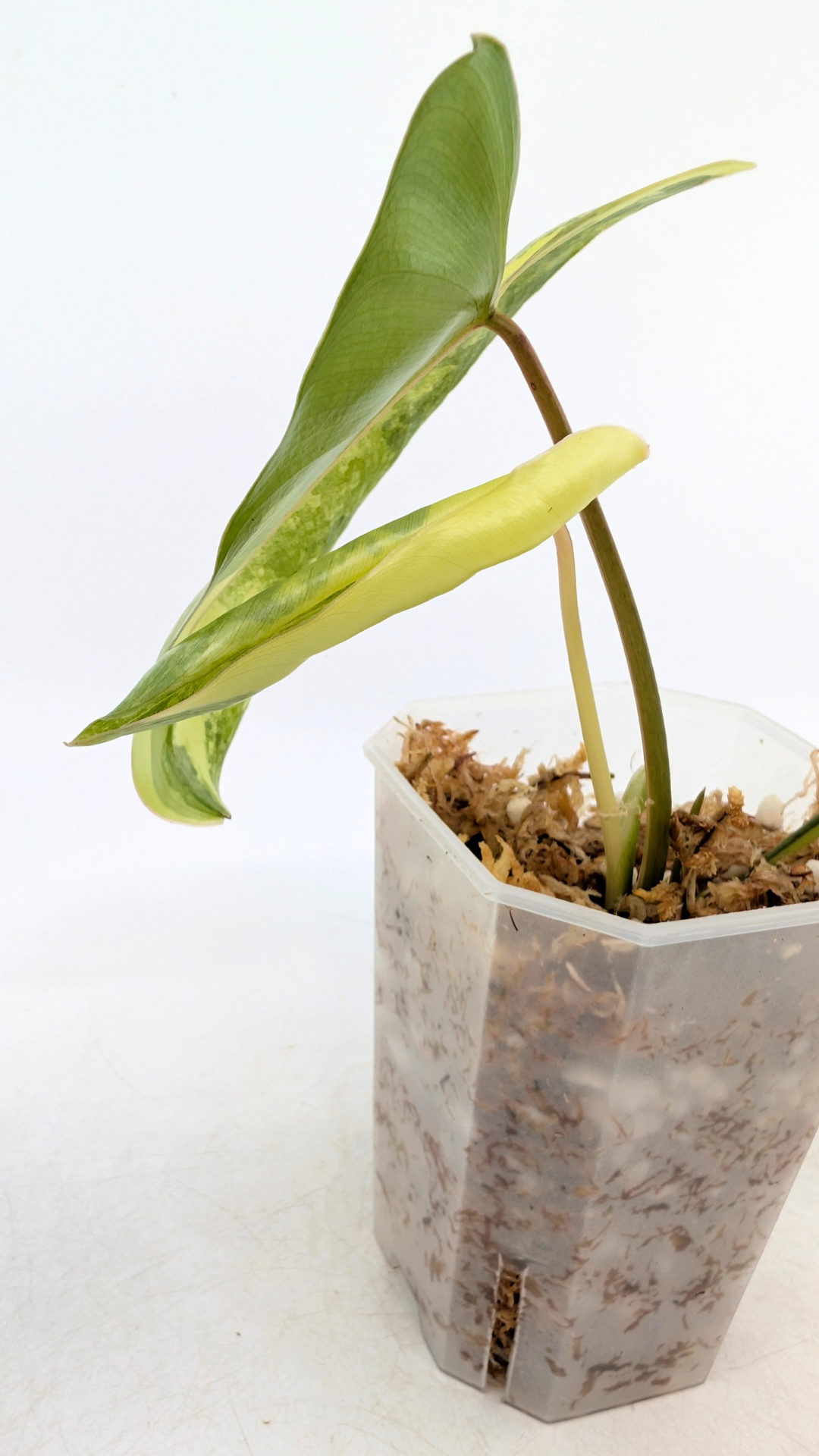 Uncommon indoor plant Philodendron Burle Marx Varigated available for sale at rare indoor plant shop The Leaf Gallery in Perth, Western Australia