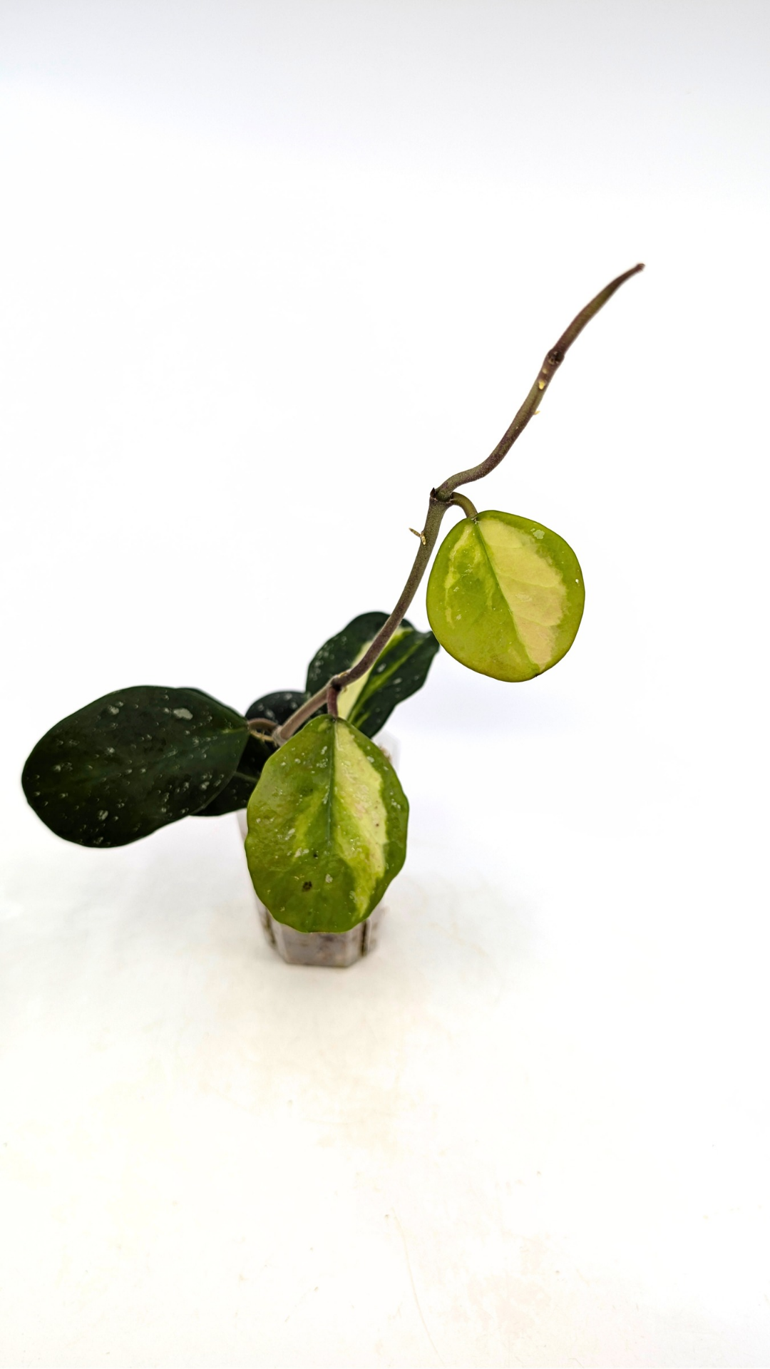 Rare waxplant Hoya Obavata Splash Variegated available for sale at rare indoor plant shop The Leaf Gallery in Perth, Western Australia.