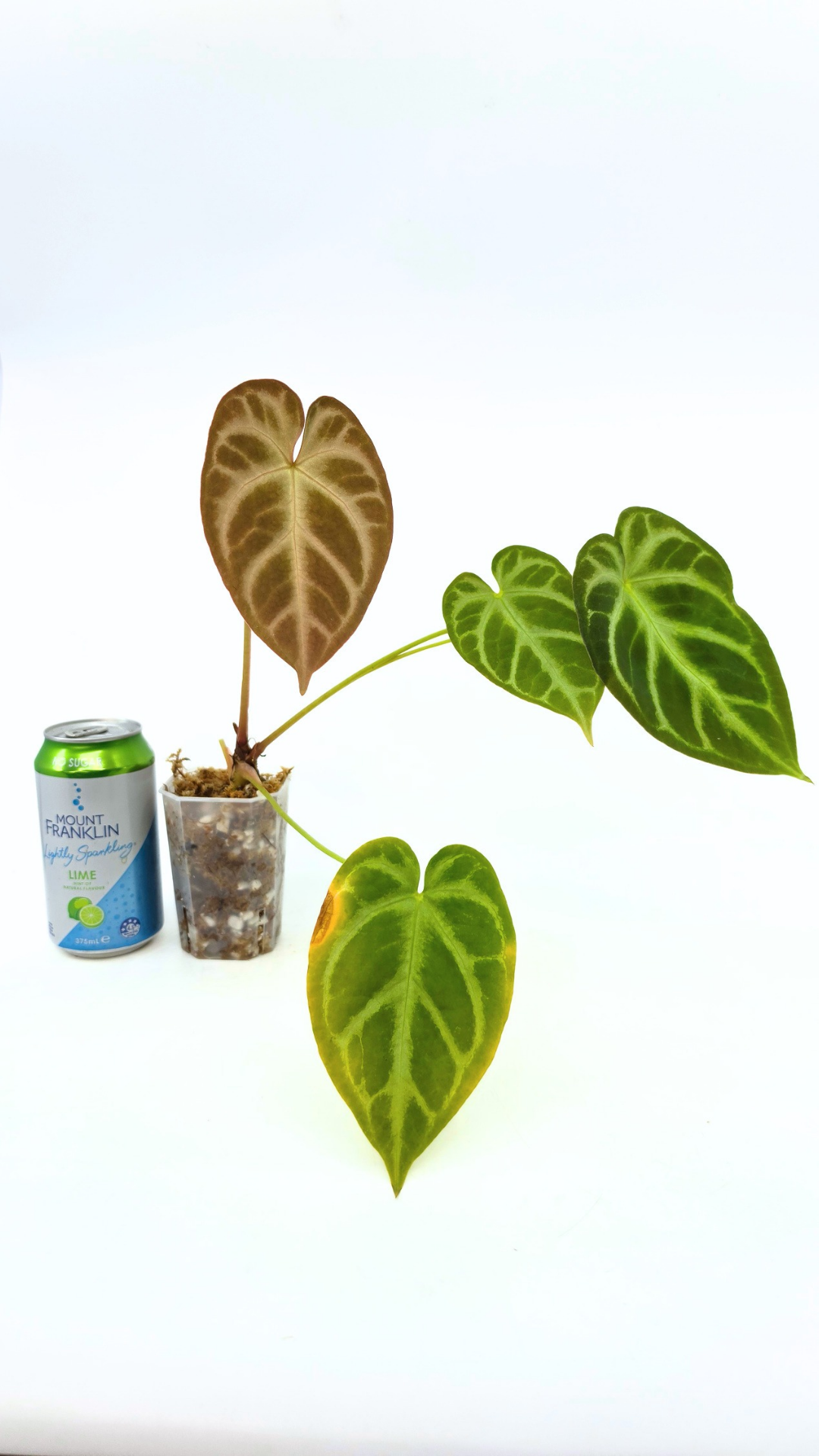 Rare indoor plant Anthurium Magnificum available for sale at rare house plant shop The Leaf Gallery in Perth, Western Australia