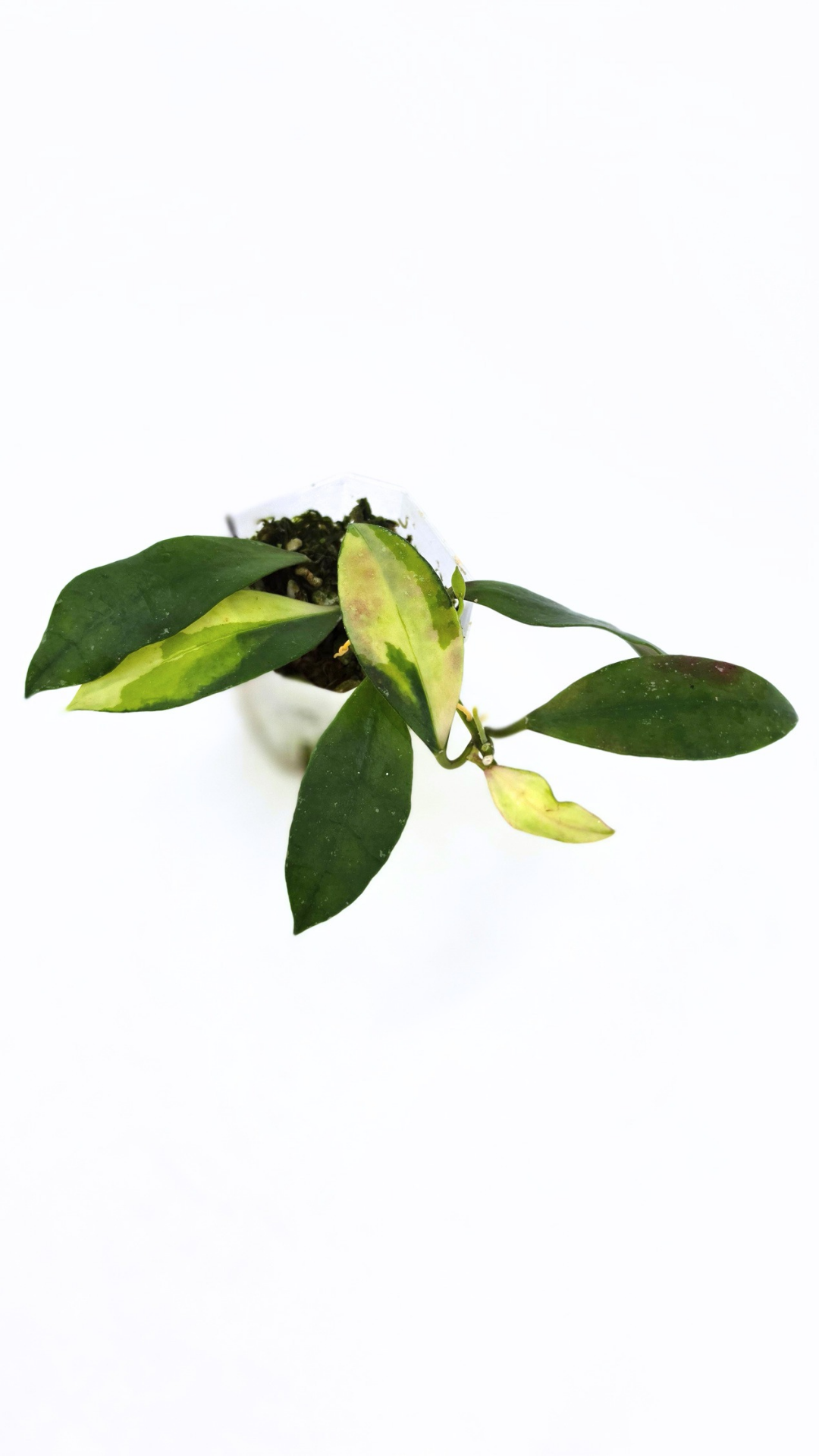 Rare hoya Walliniana Varigated available for sale at rare plant shop The Leaf Gallery in Perth, Western Australia