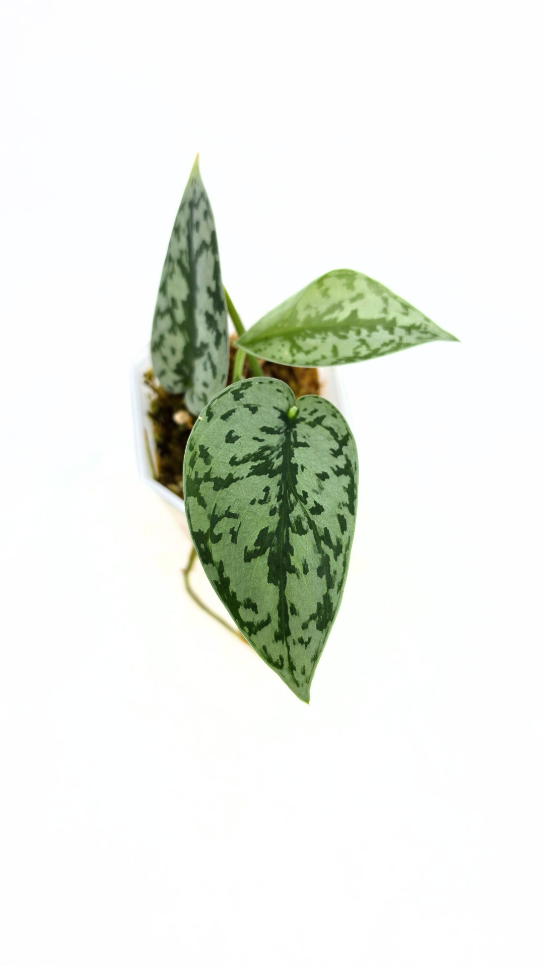 Uncommon indoor plant scindapsus pictus Silver Lady available for sale at rare plant shop The Leaf Gallery in Perth, Western Australia.