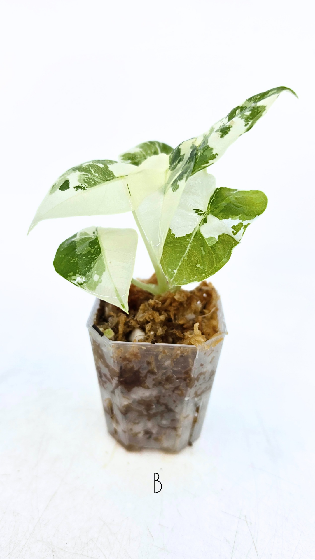 Rare indoor plant Alocasia Frydek Variegated available for sale at rare house plant shop The Leaf Gallery in Perth, Western Australia