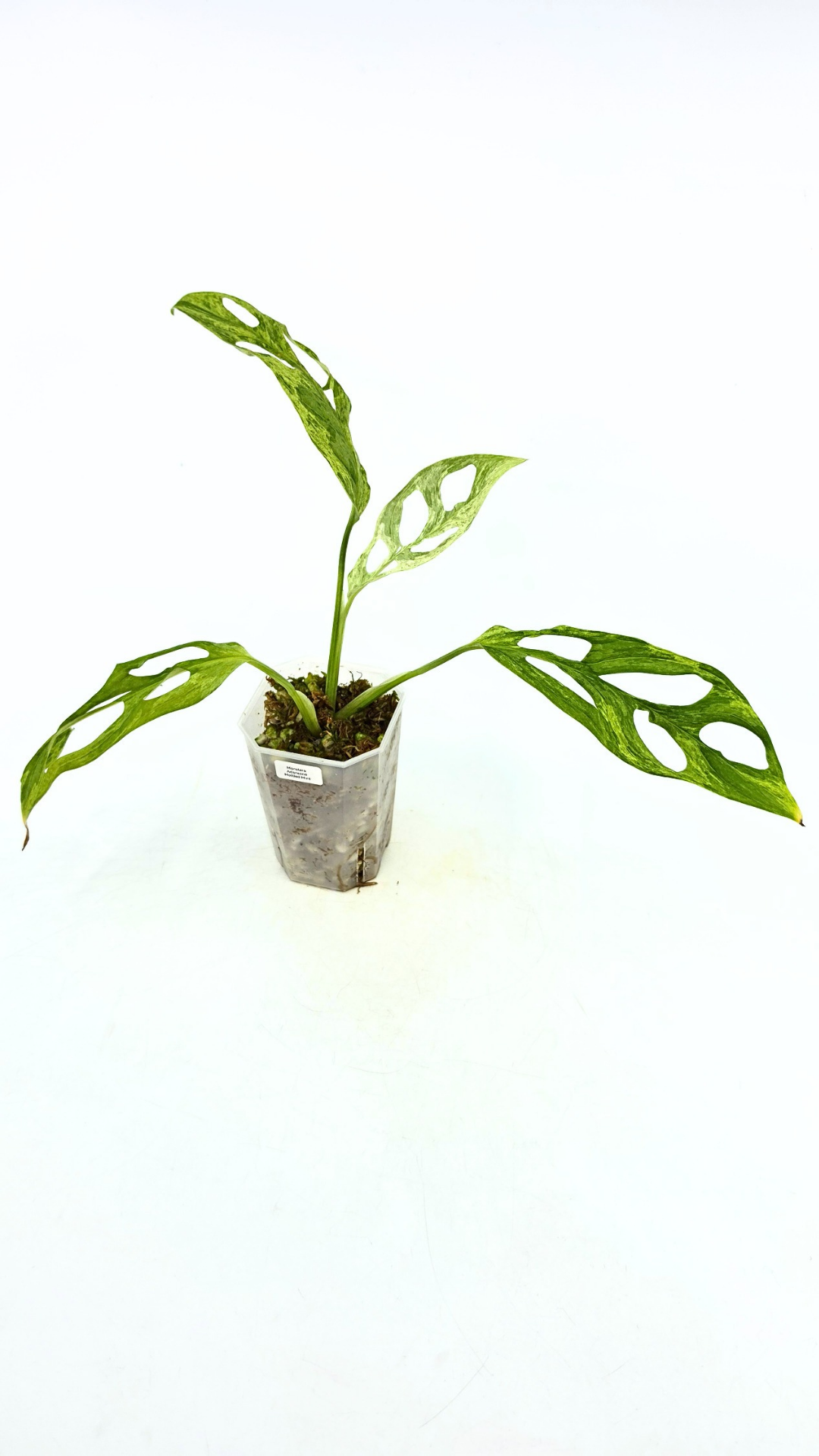 Rare indoor house plant Monstera Adansonii Mottled Mint Varigation available for sale at rare plant shop The Leaf Gallery in Perth, Western Australia