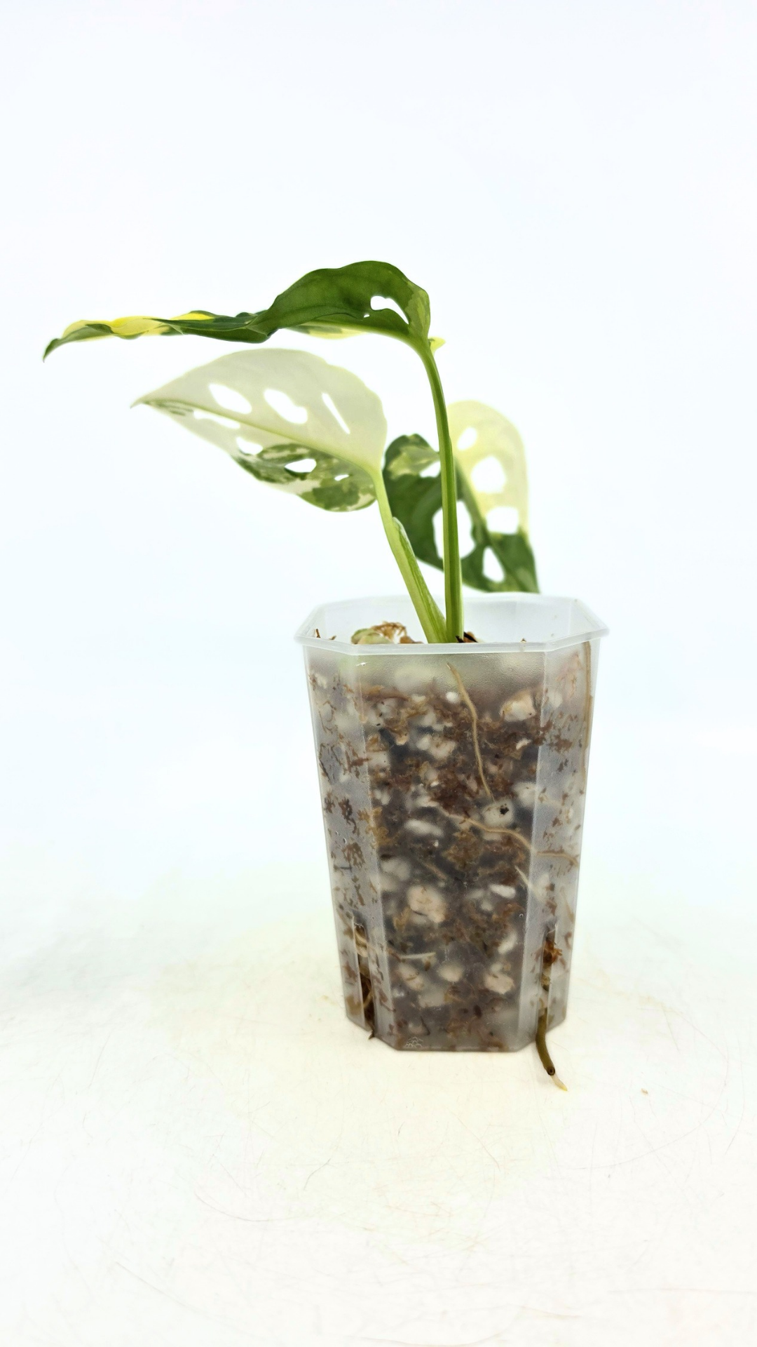 Rare indoor plant Monstera Adansonii Albo Varigated available for sale at rare houseplant shop The Leaf Gallery in Perth, Western Australia