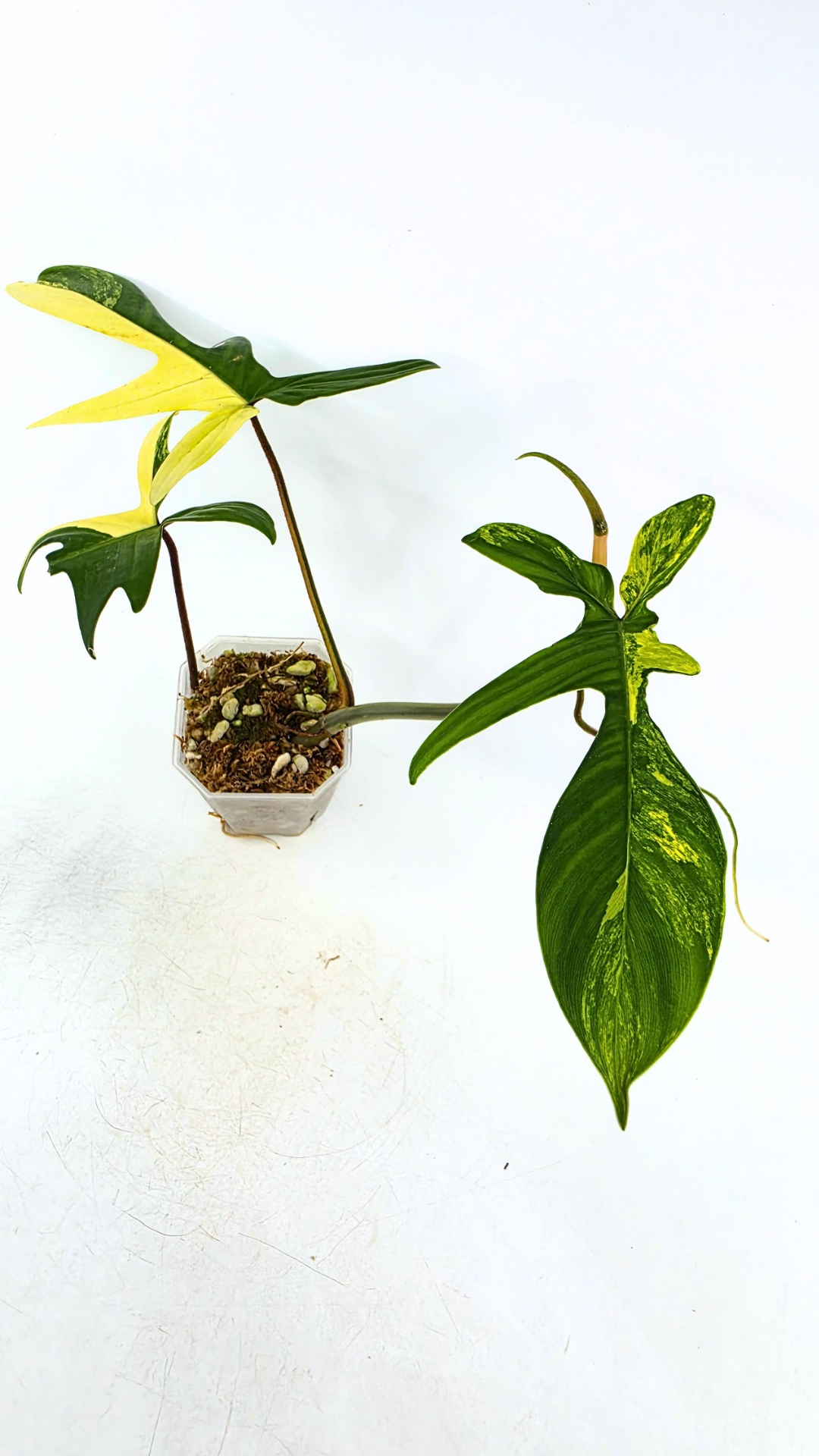 Rare indoor plant Philodendron Florida Beauty Varigated available at rare plant shop The Leaf Gallery in Perth, Western Australia
