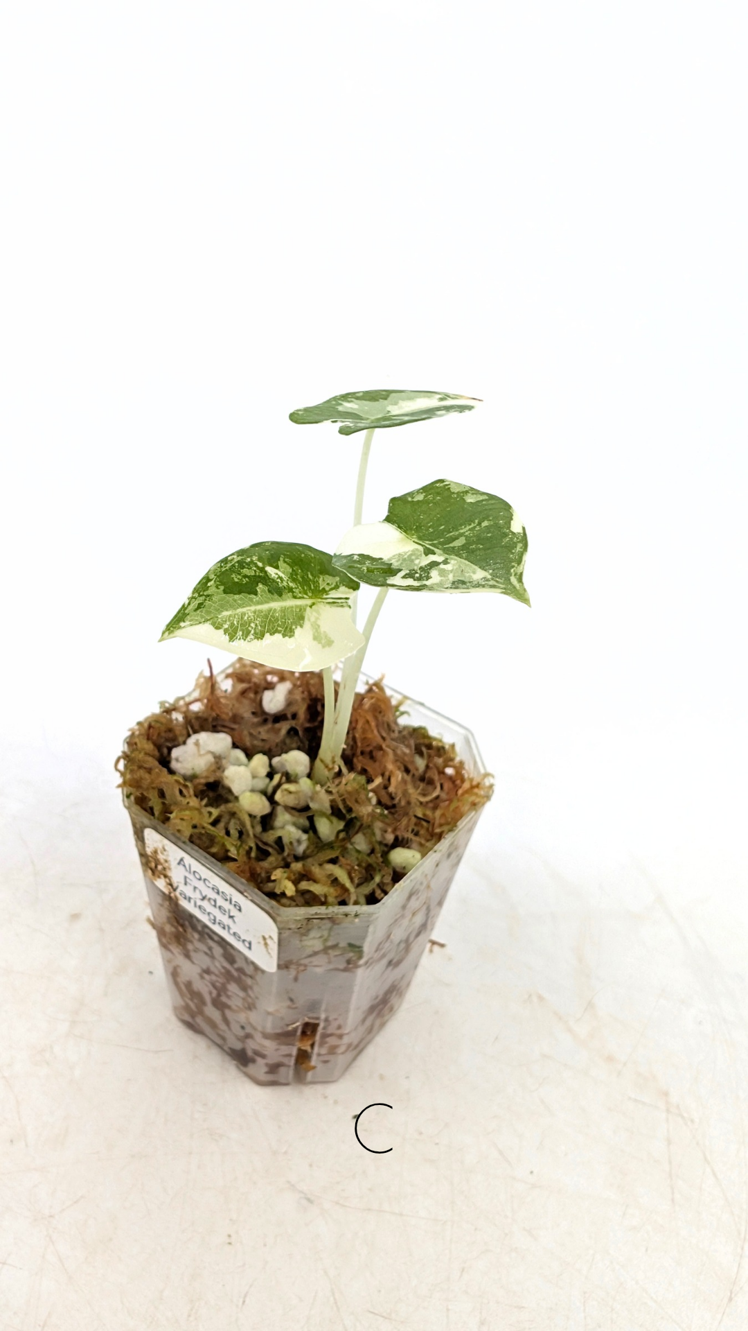 Rare indoor plant Alocasia Frydek Variegated available for sale at rare house plant shop The Leaf Gallery in Perth, Western Australia