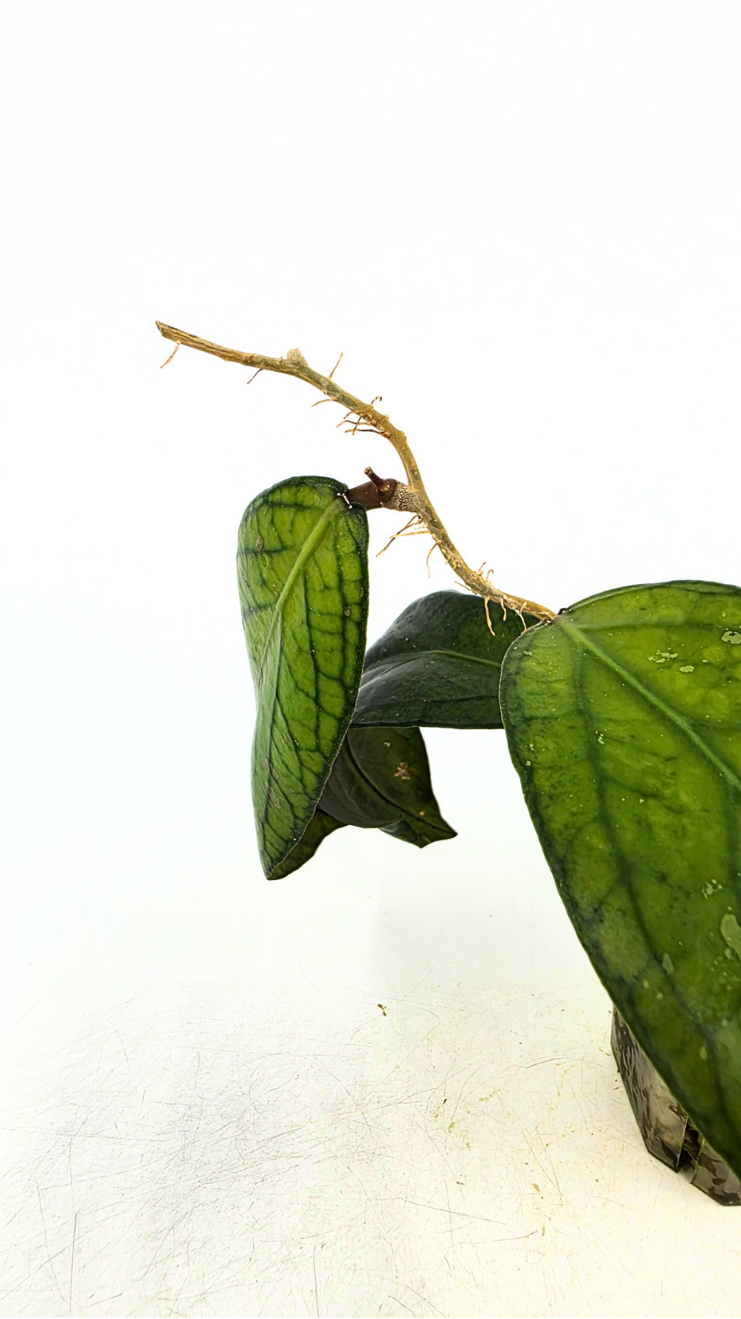 Rare waxplant Hoya Sp Tanggamus available for sale at rare indoor plant shop The Leaf Gallery in Perth, Western Australia