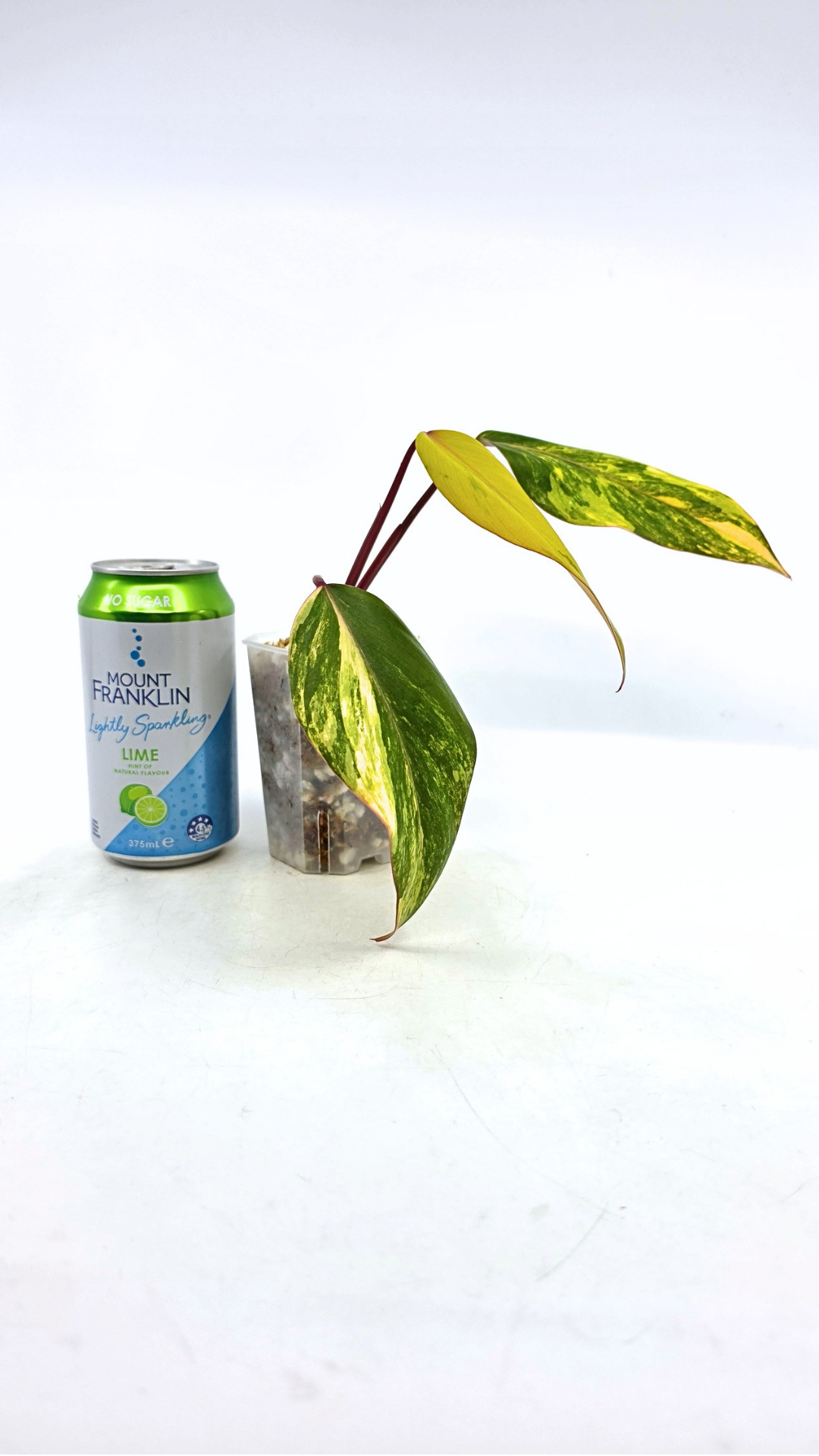 Rare indoor plant Philodendron Strawberry Shake grown and propagated by rare plant shop The Leaf Gallery in Perth, Western Australia