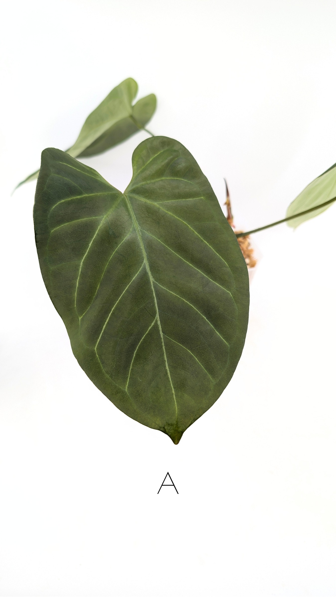 Uncommon indoor plant Anthurium Bosworth Beauty x Crystallinum available for sale at rare plant shop The Leaf Gallery in Perth, Western Australia