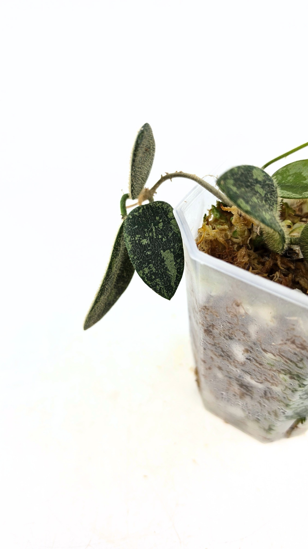 Rare plant Hoya Thomsonii IML 1177 available at rare plant shop The Leaf gallery in Perth, Western Australia