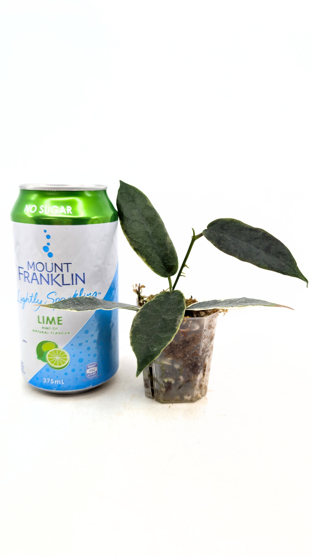 Rare waxplant Hoya Archboldiana Albomarginata available for sale at rare indoor plant shop The Leaf Gallery in Perth, Western Australia