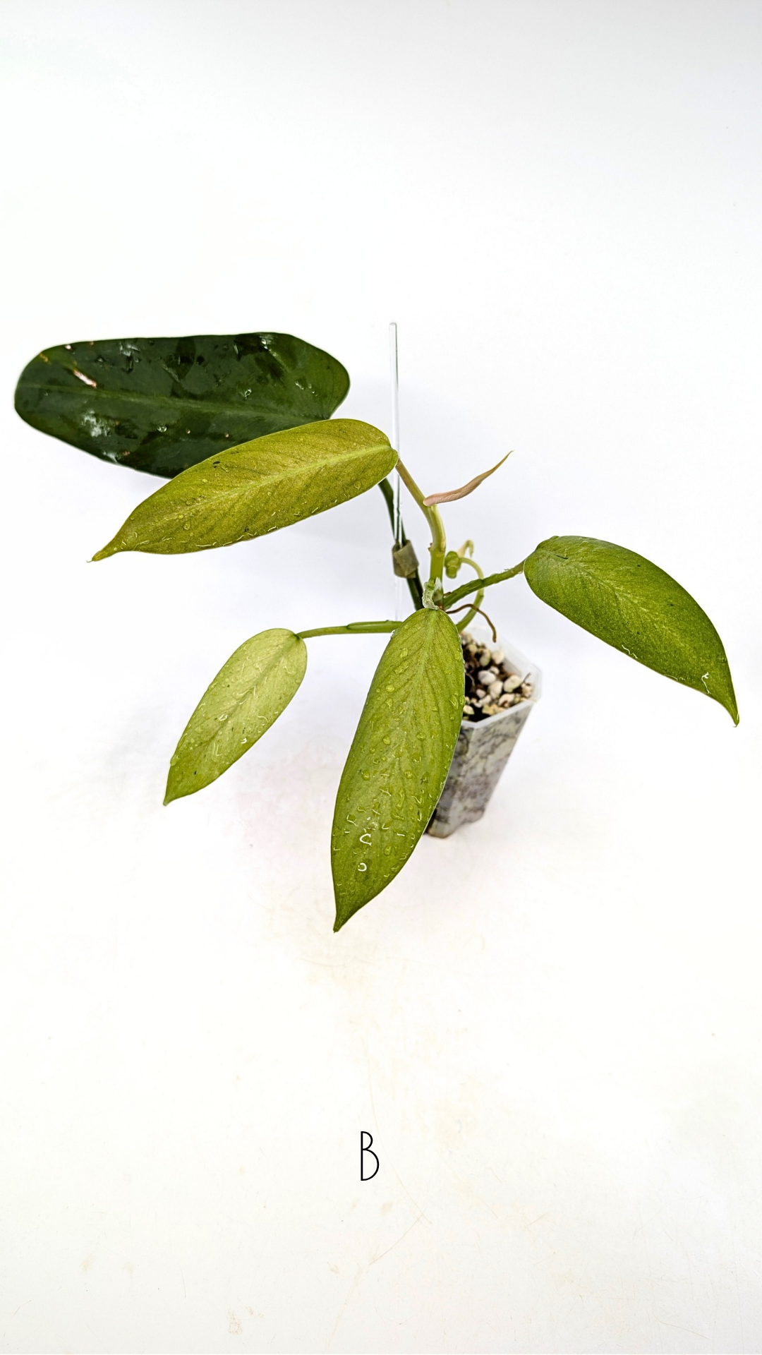 Rare indoor plant Philodendron Whipple Way by rare plant shop The Leaf Gallery in Perth, Western Australia