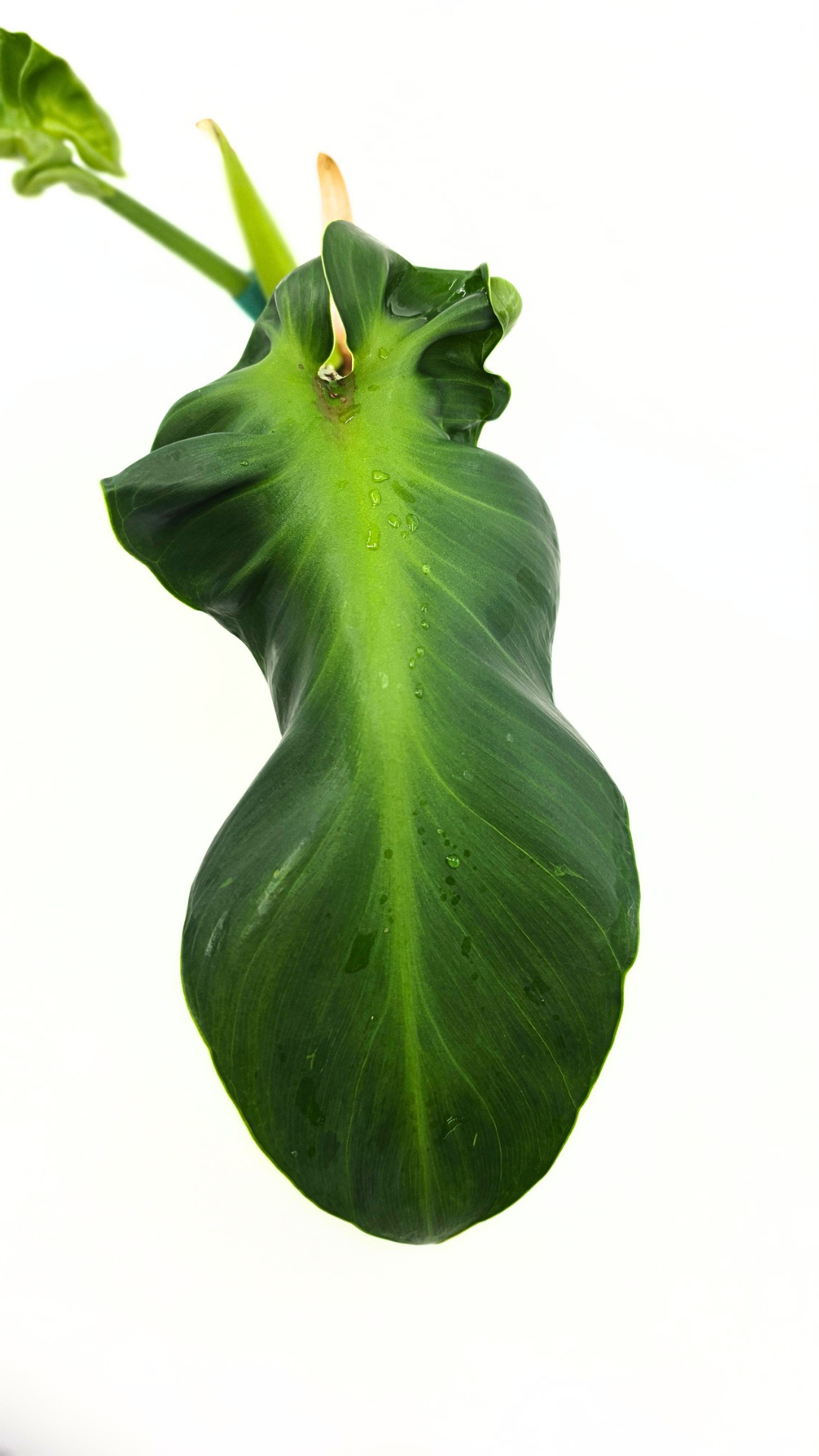 Rare indoor house plant Philodendron Rugosum also known as Pig Skin Philodendron propagated by the Leaf Gallery in Perth