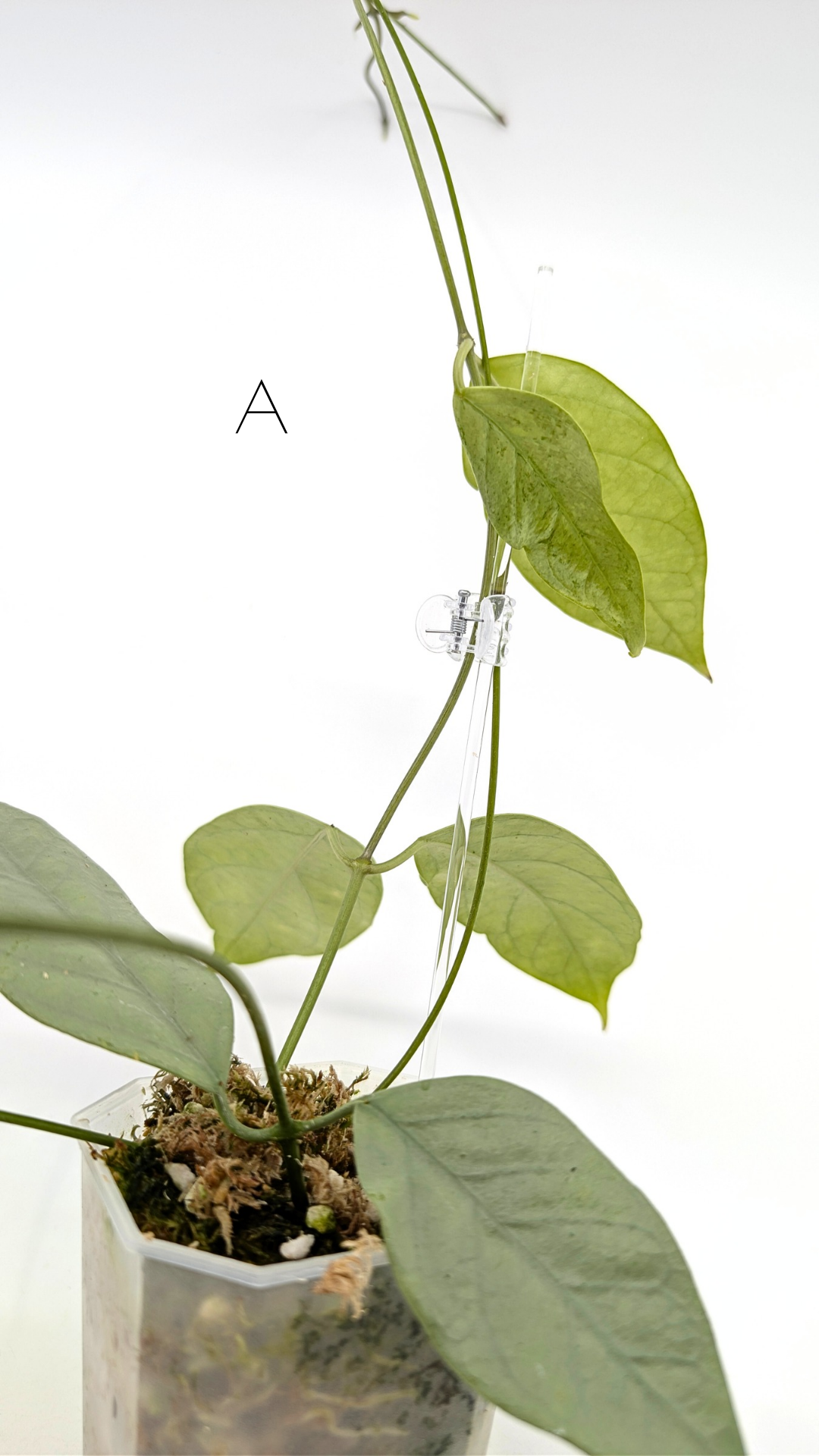 Rare waxplant Hoya Coriacea Silver available for sale at rare indoor plant shop The Leaf Gallery in Perth, Western Australia