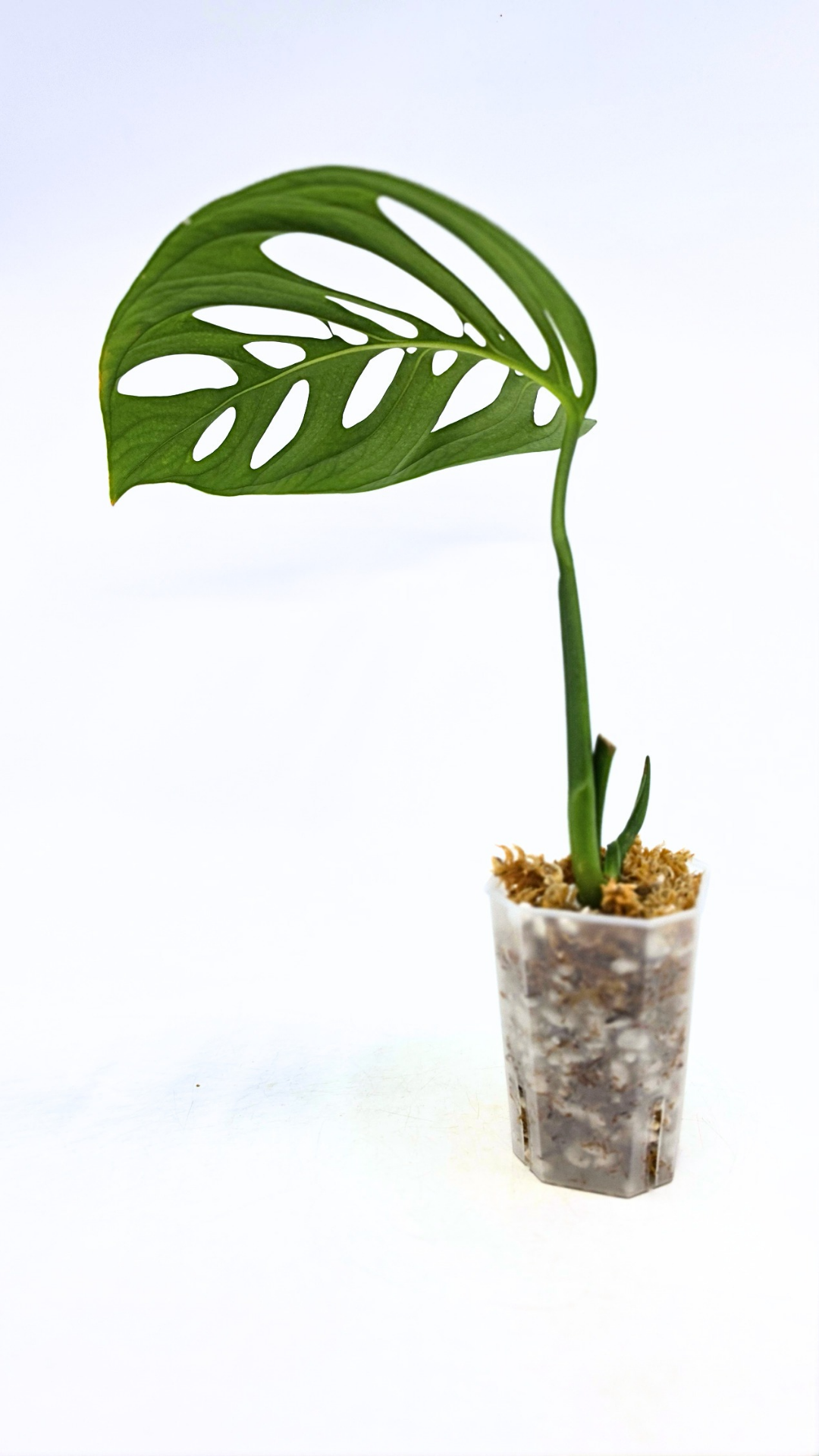 Rare indoor plant Monstera Esqueleto or Monstera Epipremnoides available for sale at rare plant shop The Leaf Gallery in Perth, Western Australia