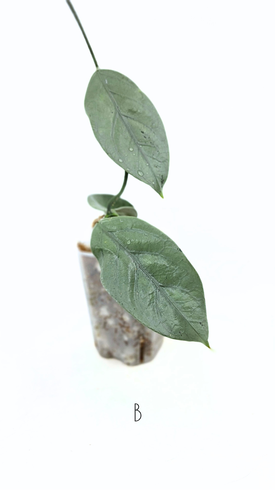 Rare waxplant Hoya Coriacea Silver available for sale at rare indoor plant shop The Leaf Gallery in Perth, Western Australia