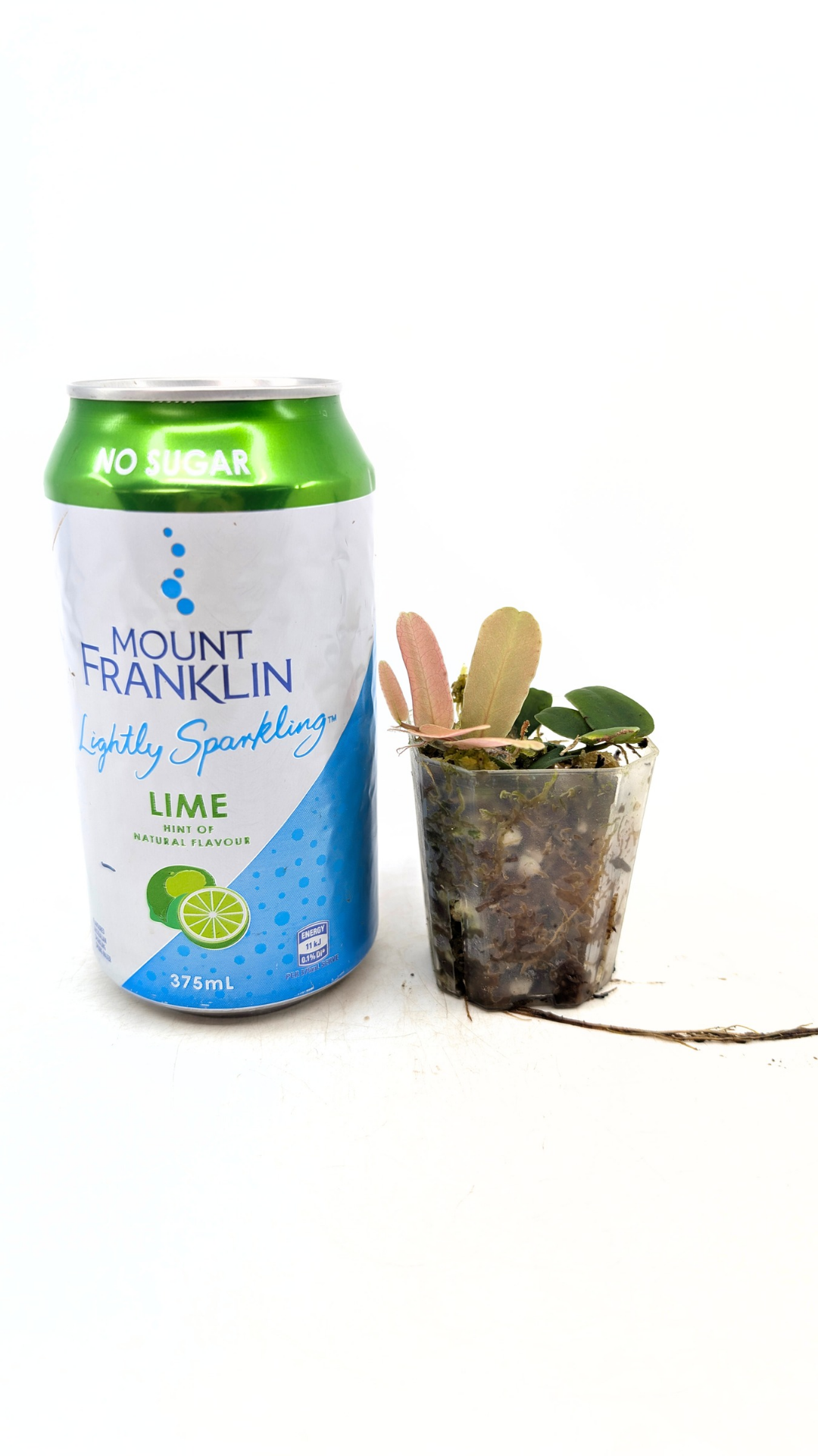 Rare shinggling terrarium plant Marcgravia Sintenisii or Rainbow Marcgravia availabe for sale at rare plant shop The Leaf Gallery in Perth, Western Australia