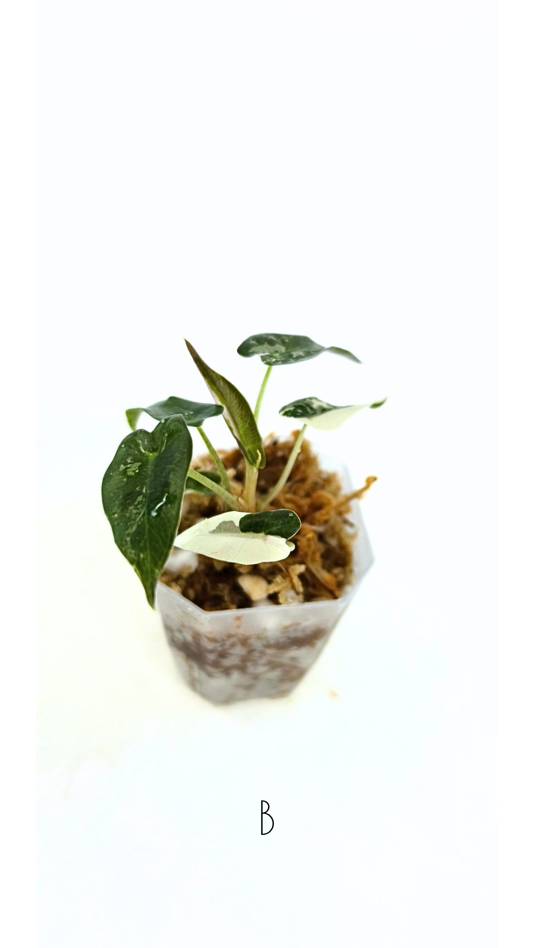 Rare indoor plant Alocasia Amazonica Bambino Pink TC plantlets available for sale at rare houseplant shop The Leaf Gallery in Perth, Western Australia
