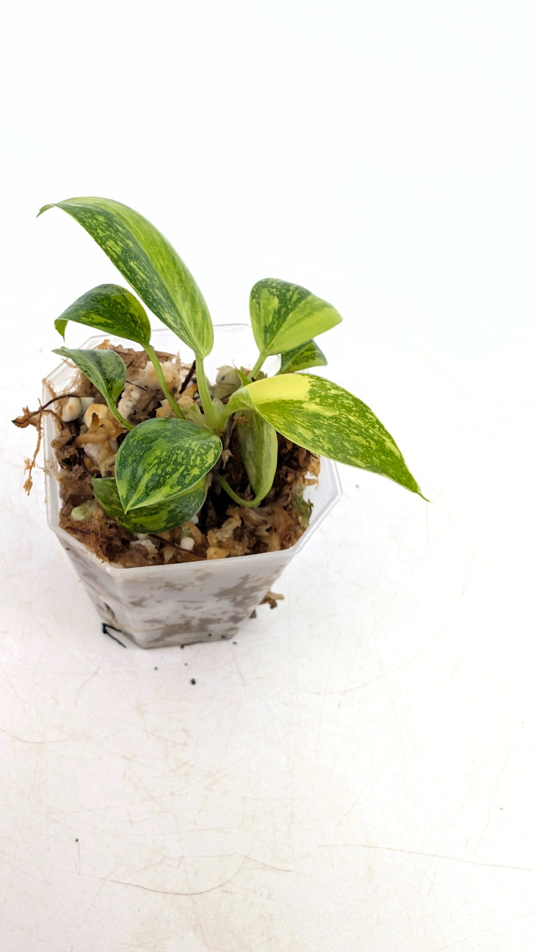 Rare indoor plant Green Congo Hybrid (Nuclear) Varigated available for sale at rare plant shop The Leaf Gallery in Perth, Western Australia